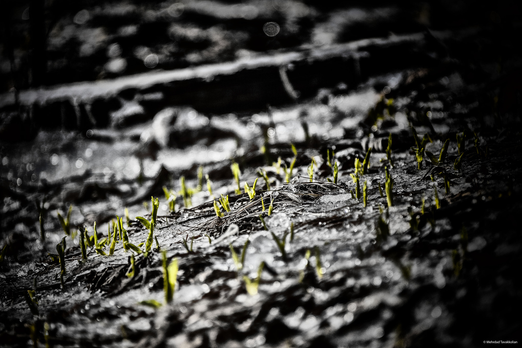 Canon EF 28-300mm F3.5-5.6L IS USM sample photo. Spring vs. ice photography