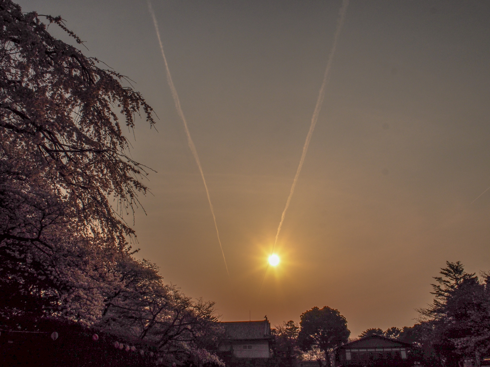 Olympus PEN E-PL6 sample photo. Nagoya castle & cherry blossoms photography