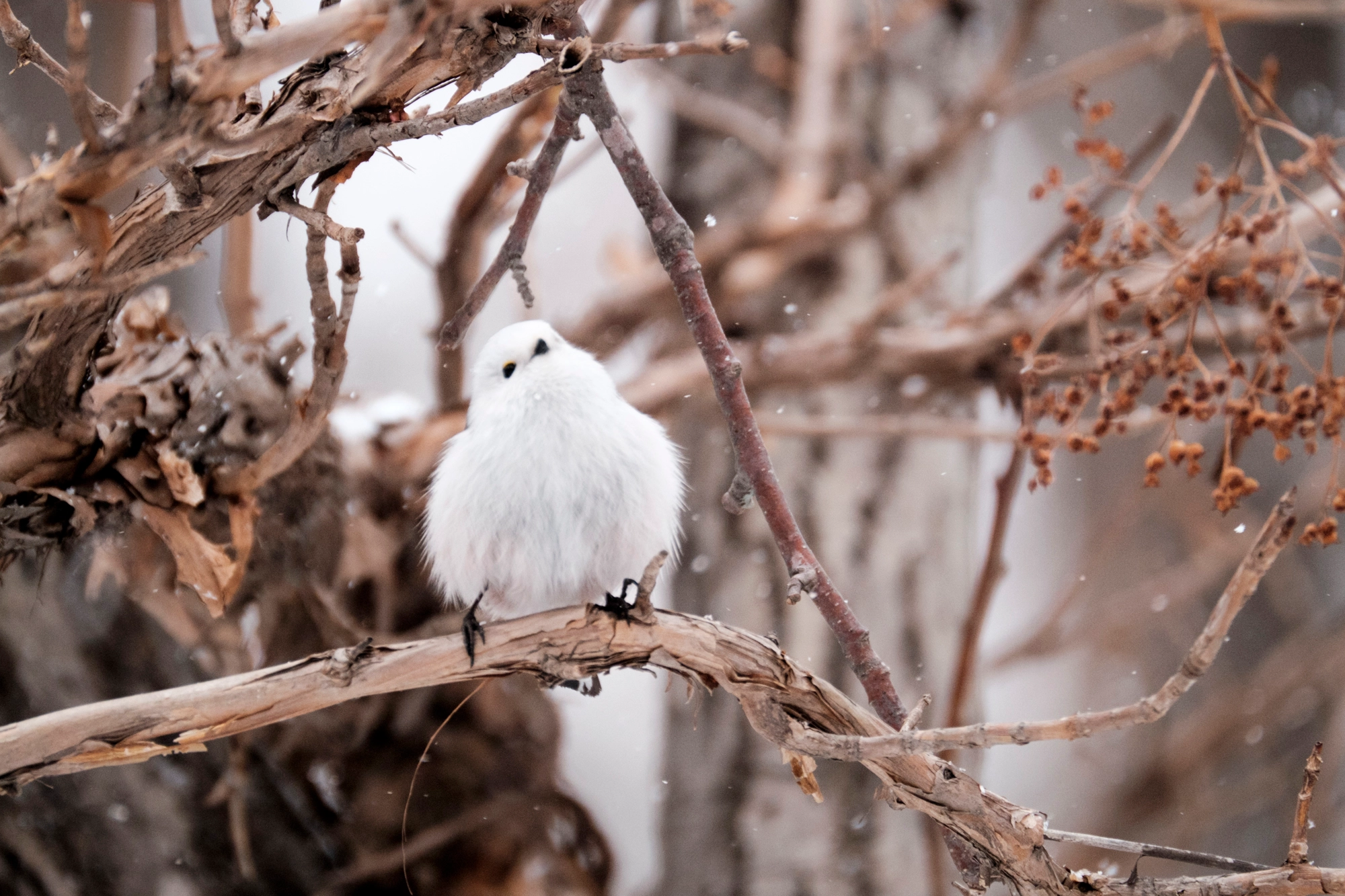 XF100-400mmF4.5-5.6 R LM OIS WR + 1.4x sample photo. Aegithalos caudatus photography