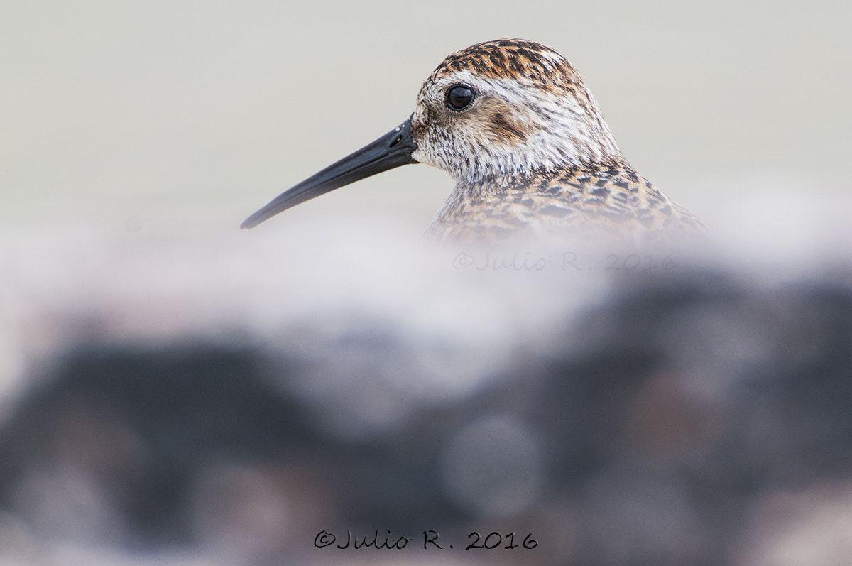 Nikon D300 + Nikon AF-S Nikkor 500mm F4G ED VR sample photo. "portrait calidris alpina" photography