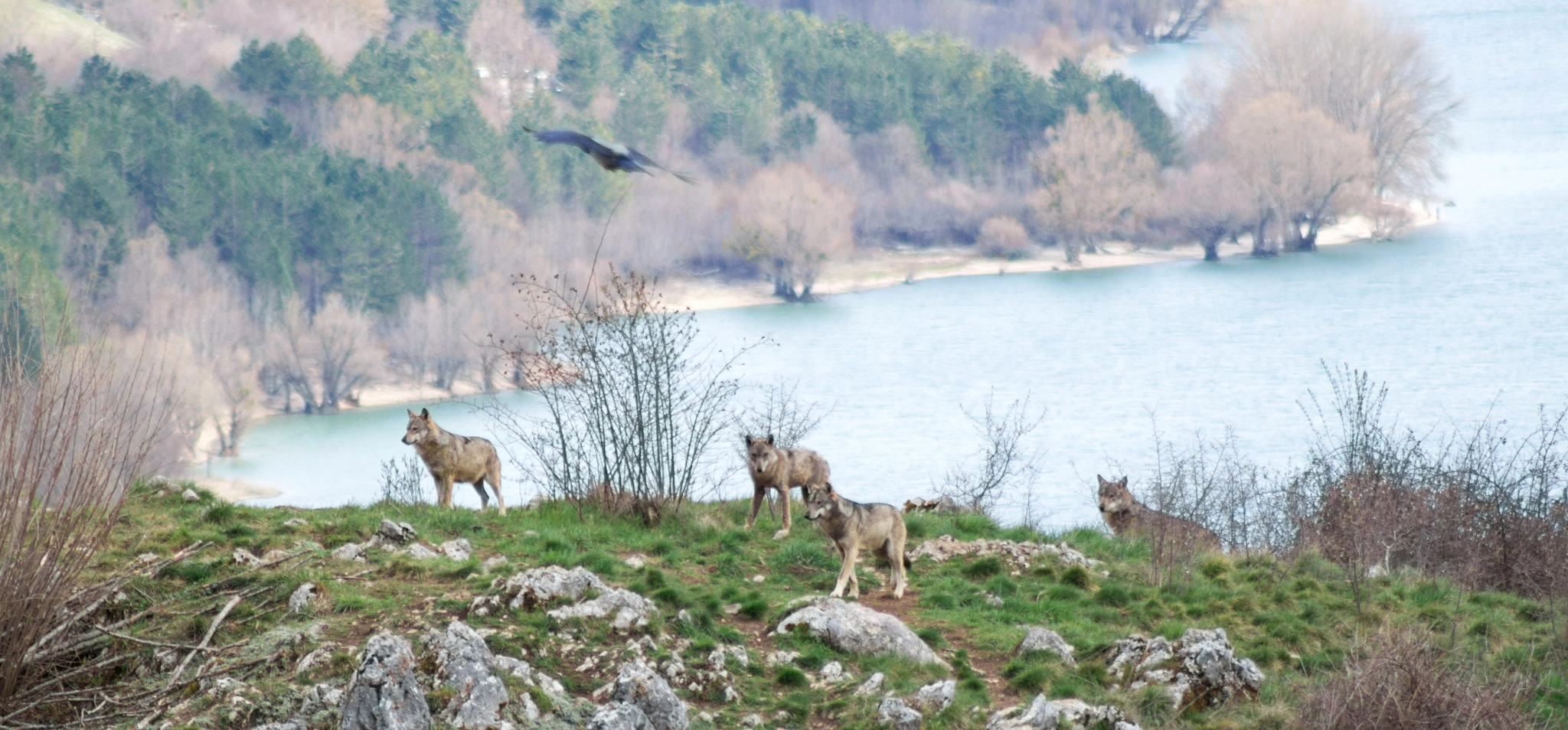 Sony SLT-A58 + Minolta AF 100-300mm F4.5-5.6 sample photo. The lake and the wolf pack photography