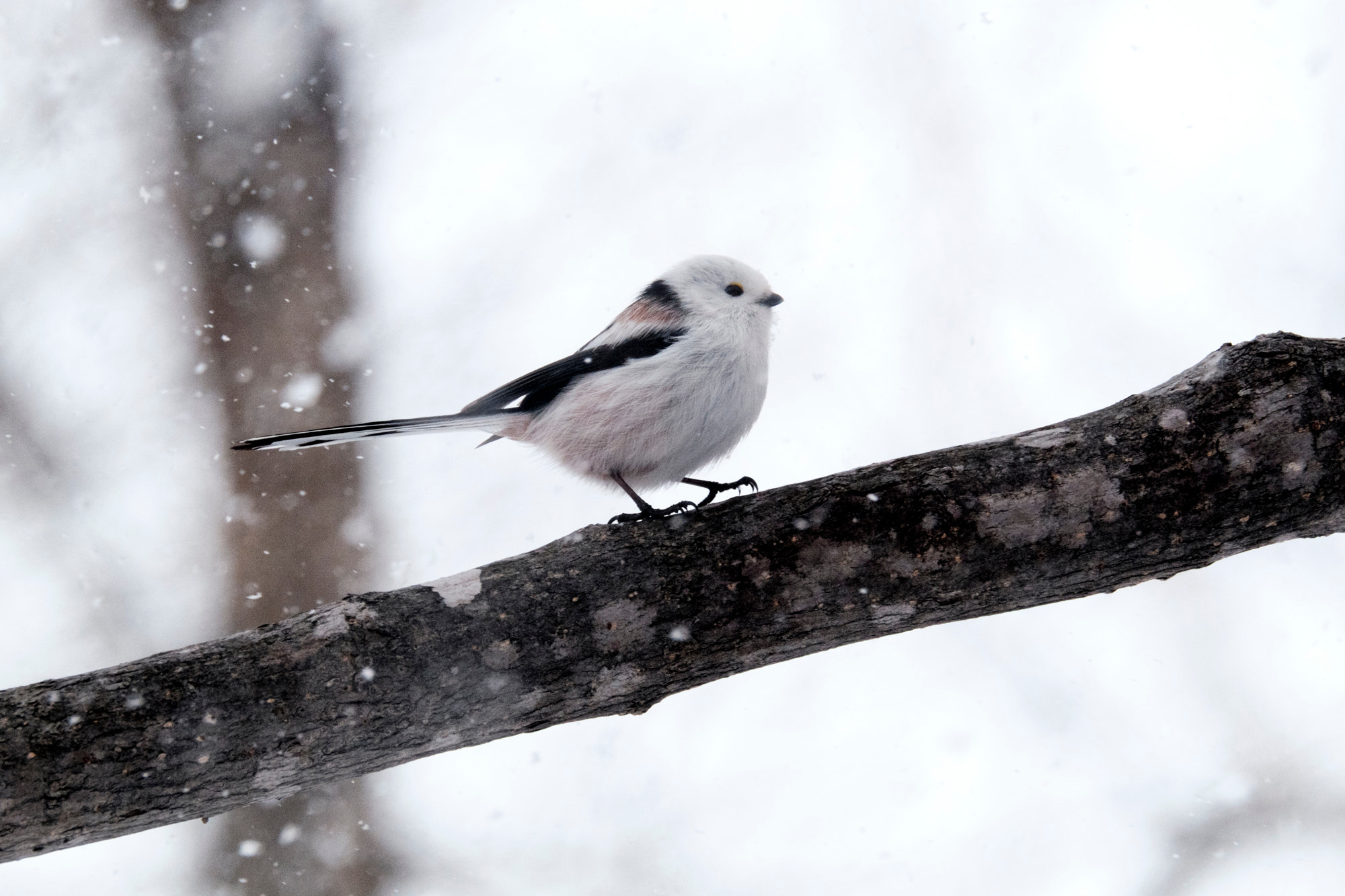 XF100-400mmF4.5-5.6 R LM OIS WR + 1.4x sample photo. Aegithalos caudatus photography