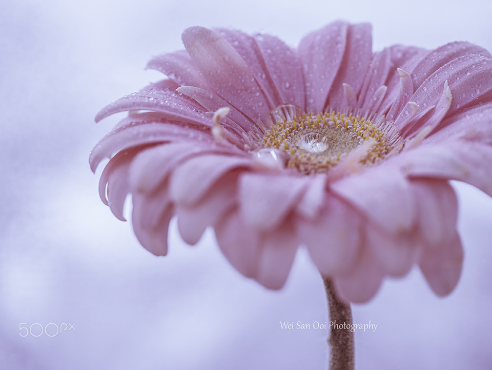 Panasonic Leica DG Macro-Elmarit 45mm F2.8 ASPH OIS sample photo. Gerbera daisy 09 photography