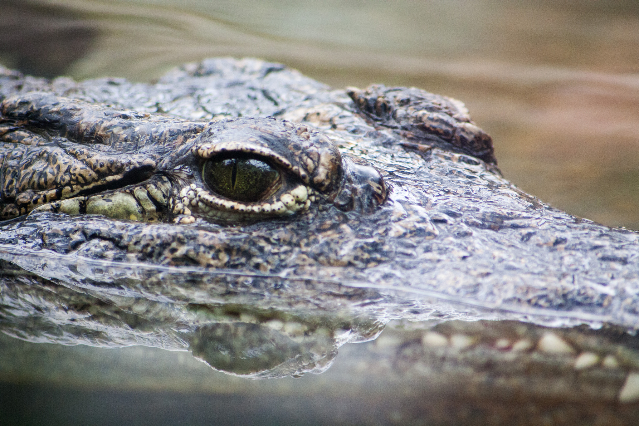 Canon EOS 1000D (EOS Digital Rebel XS / EOS Kiss F) sample photo. Philippine crocodile photography