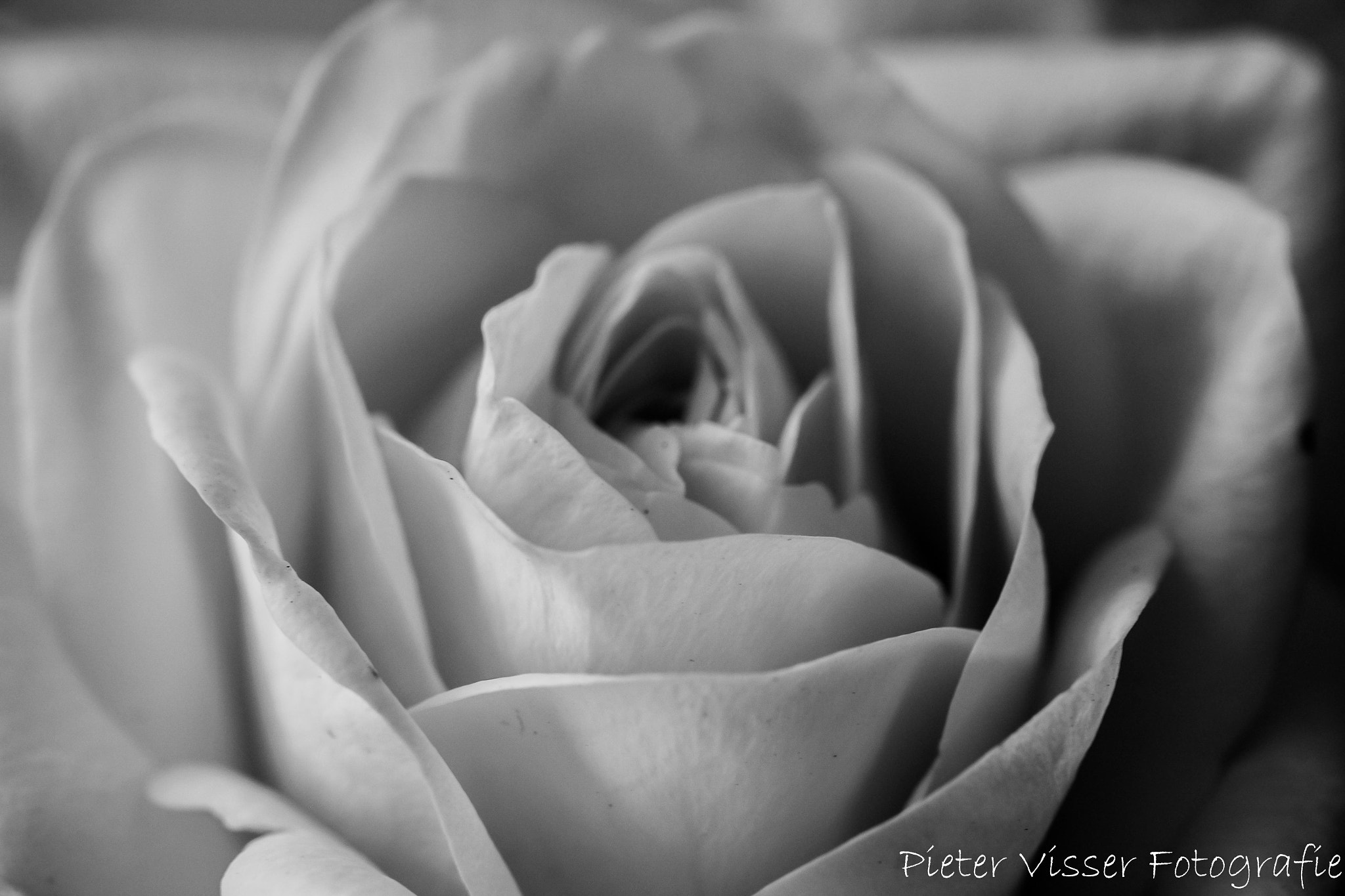 Fujifilm X-E1 + Fujifilm XF 60mm F2.4 R Macro sample photo. Rose photography