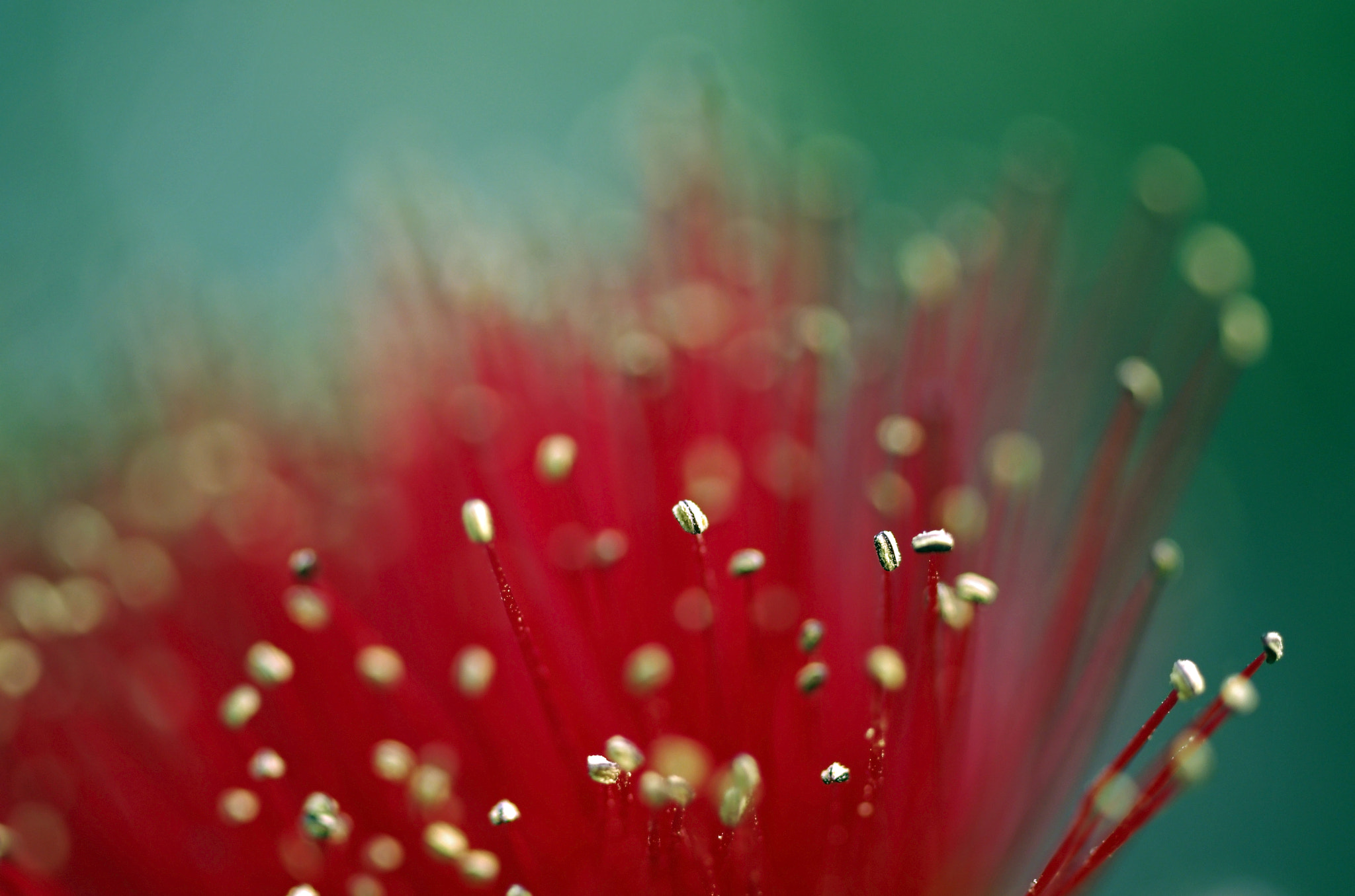 Pentax smc D-FA 50mm F2.8 Macro sample photo. Callistemon photography