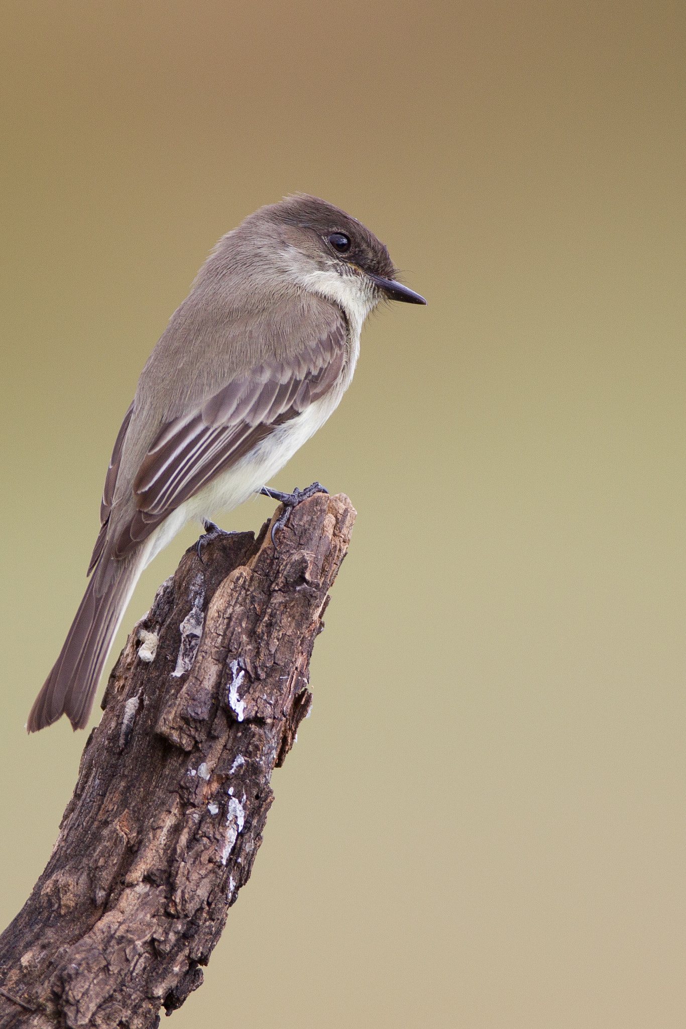 Canon EOS-1D Mark IV + Canon EF 600mm f/4L IS sample photo. Eastern phoebe photography