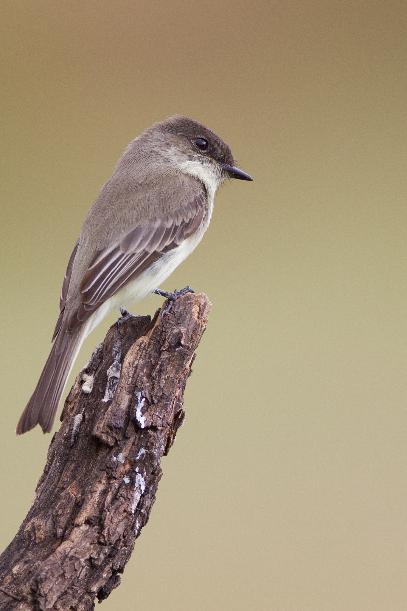 Canon EF 600mm f/4L IS sample photo. Eastern phoebe photography
