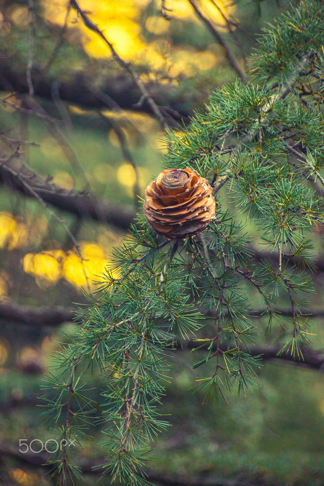 Sigma 18-250mm F3.5-6.3 DC OS HSM sample photo. A pine cone photography