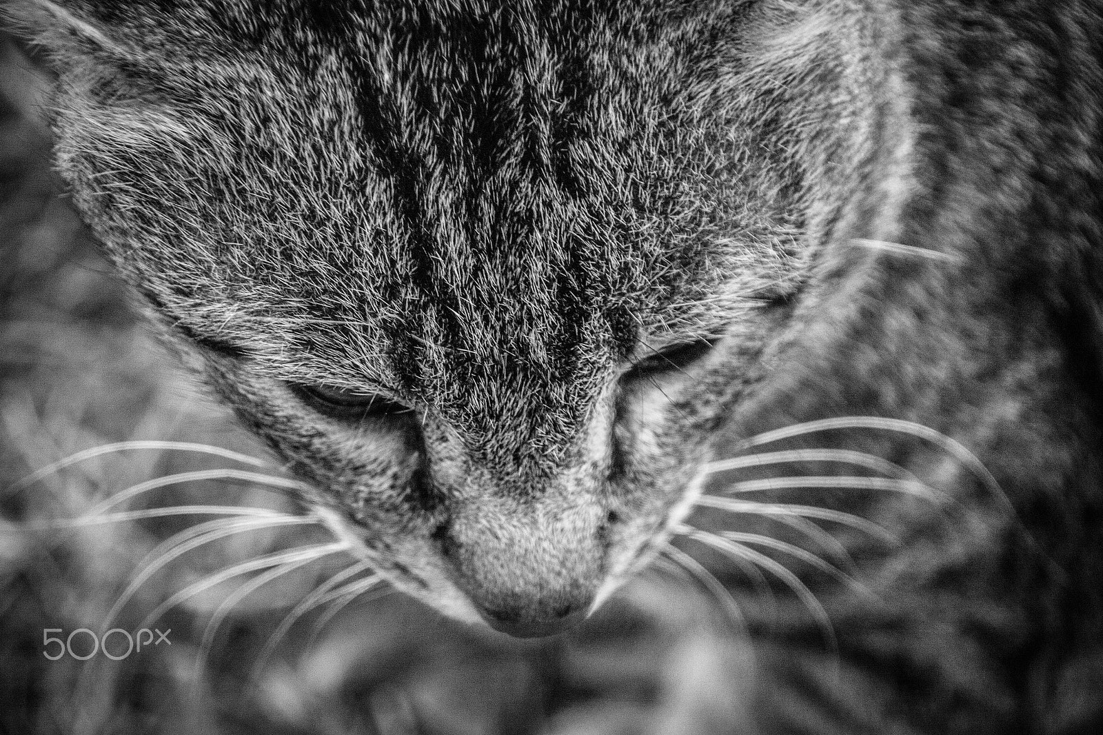 Sigma 18-250mm F3.5-6.3 DC OS HSM sample photo. A cat! photography