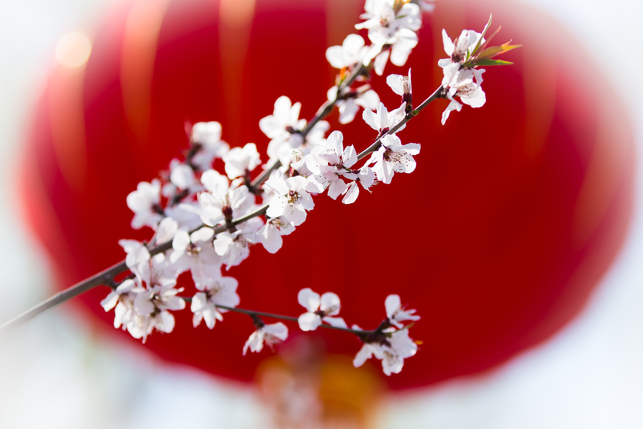 Canon EF 70-200mm F2.8L IS II USM sample photo. 春暖花开 photography