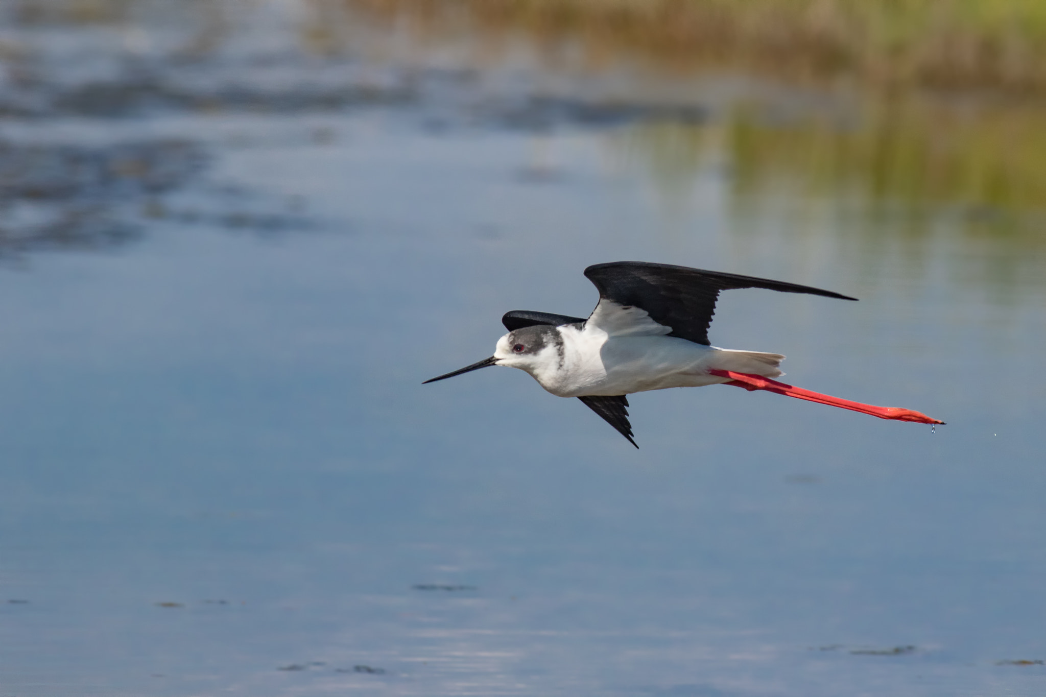 Canon EF 500mm f/4.5L sample photo. The flight photography