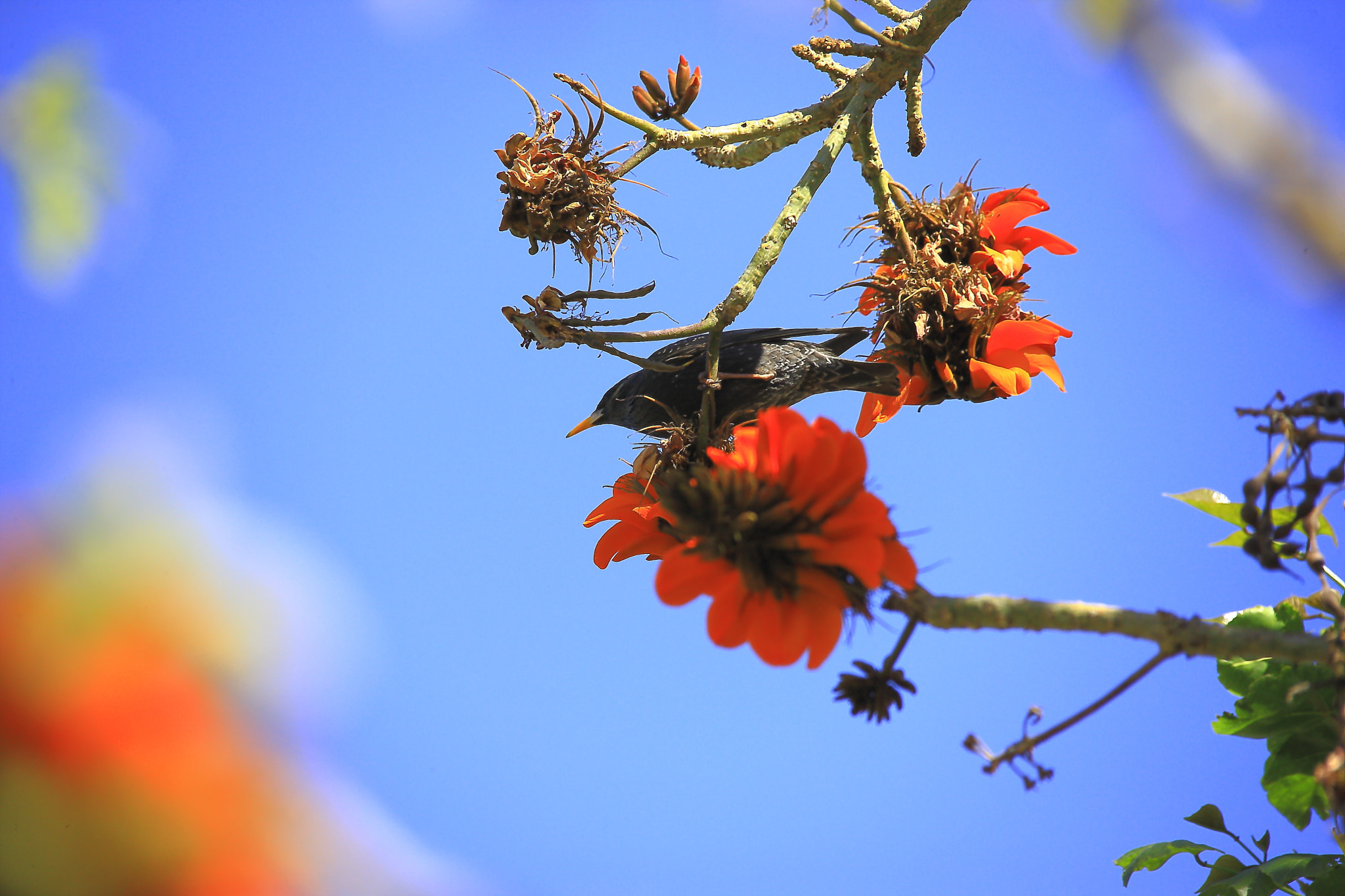 Canon EOS-1Ds Mark III + Sigma 150-500mm F5-6.3 DG OS HSM sample photo. Bird and flowers photography