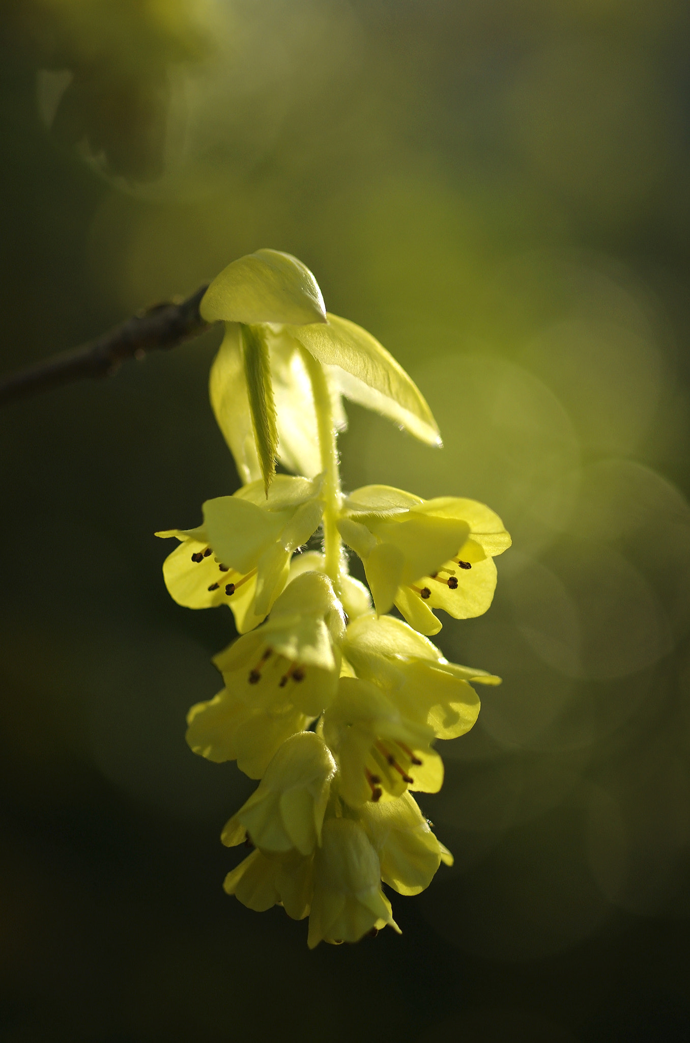 Pentax K-5 sample photo. Corylopsis photography