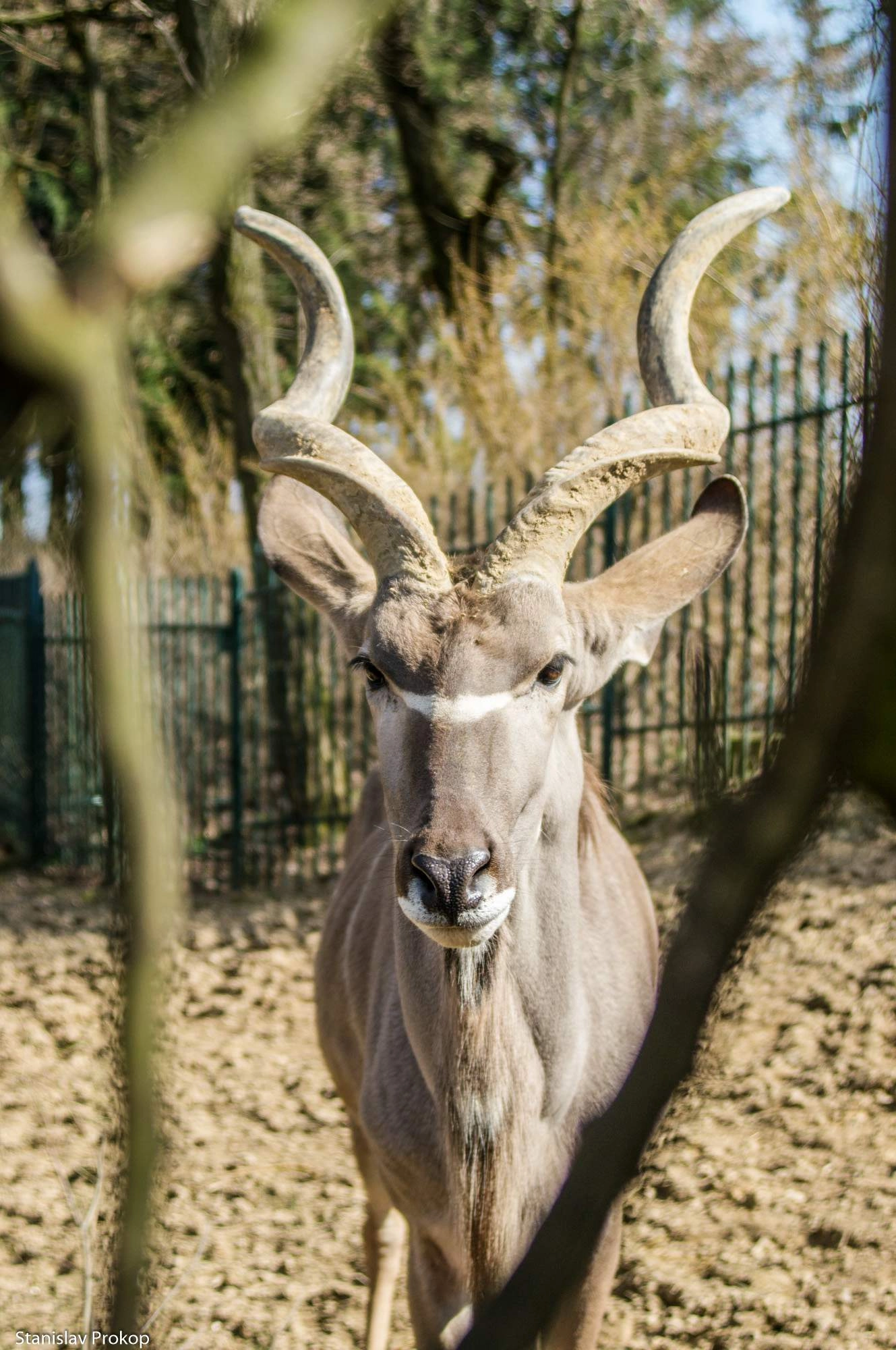 Sony SLT-A57 + Sigma 18-200mm F3.5-6.3 DC sample photo. Curious kudu photography