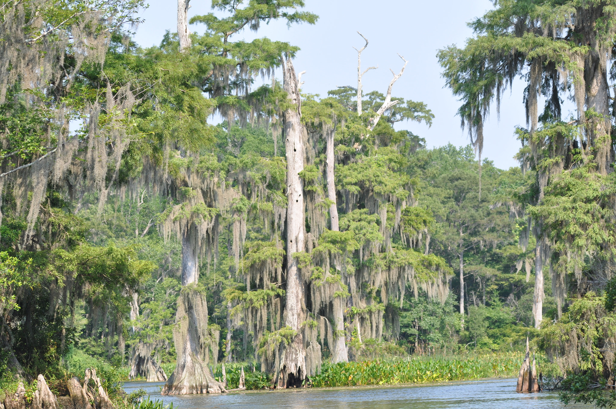 Sigma 120-400mm F4.5-5.6 DG OS HSM sample photo. Miakka river florida photography