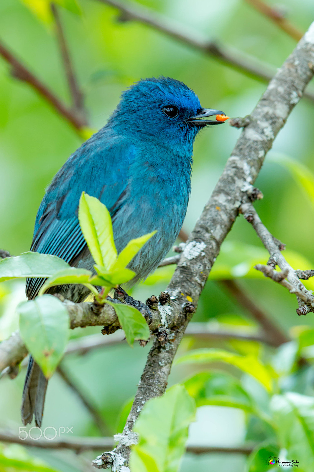 Canon EF 500mm F4L IS II USM sample photo. Nilgiri flycatcher photography