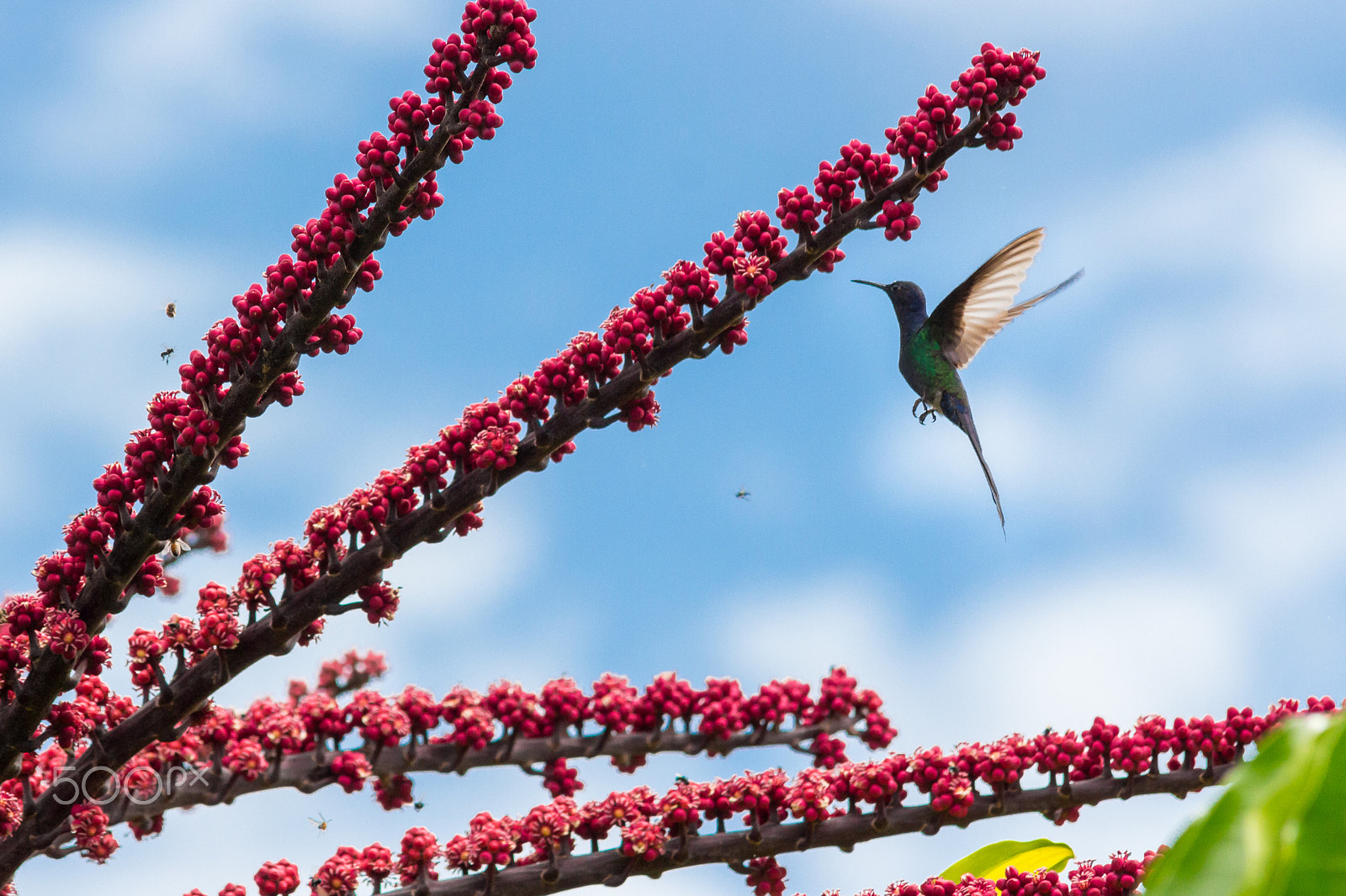 Canon EOS 650D (EOS Rebel T4i / EOS Kiss X6i) sample photo. Hummingbird hovering photography
