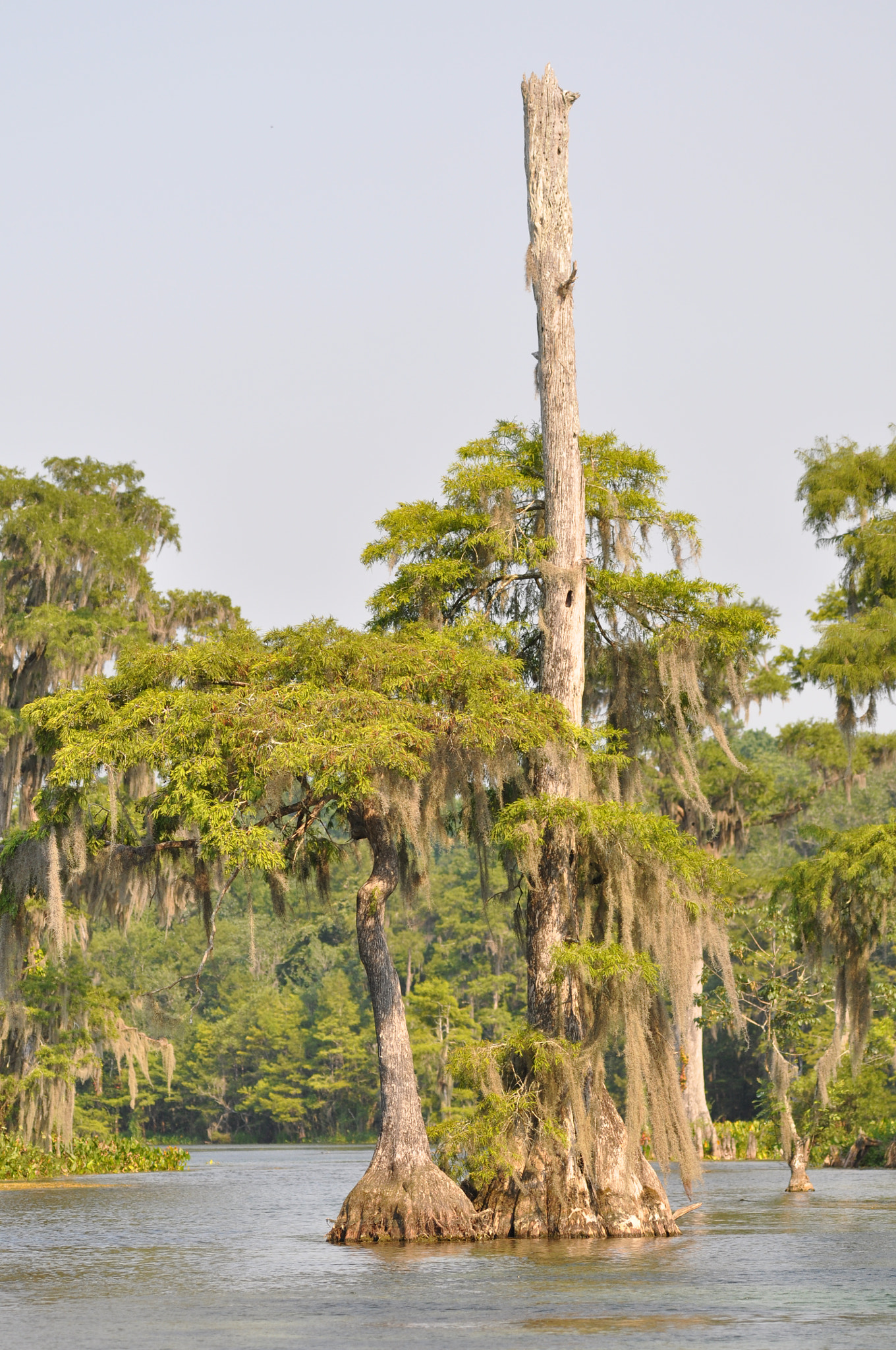 Sigma 120-400mm F4.5-5.6 DG OS HSM sample photo. Miakka state park florida photography