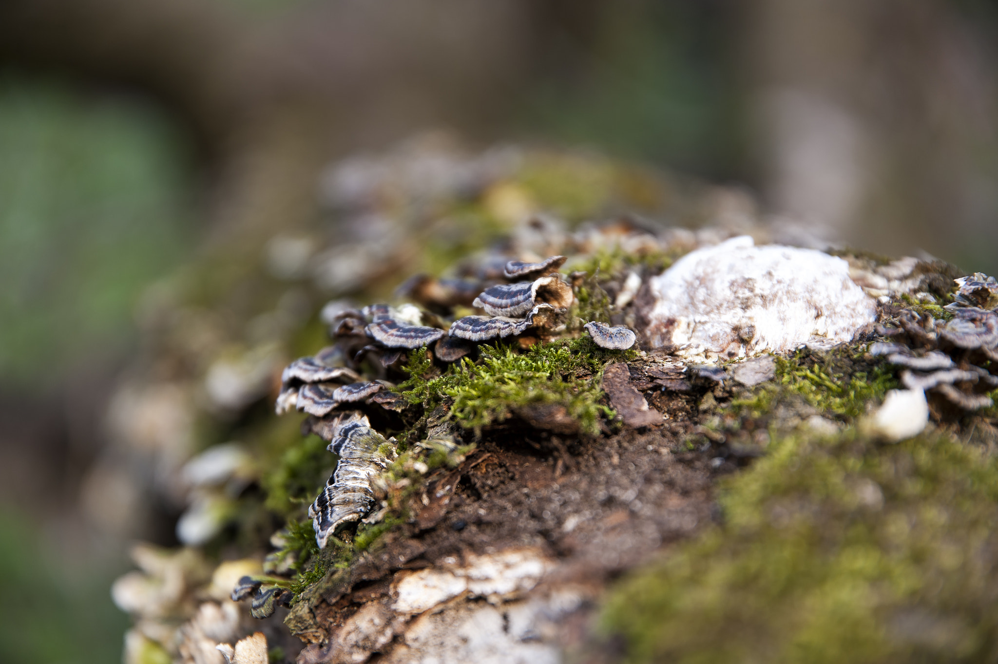 Nikon D700 + Sigma 24-105mm F4 DG OS HSM Art sample photo. Nature photography