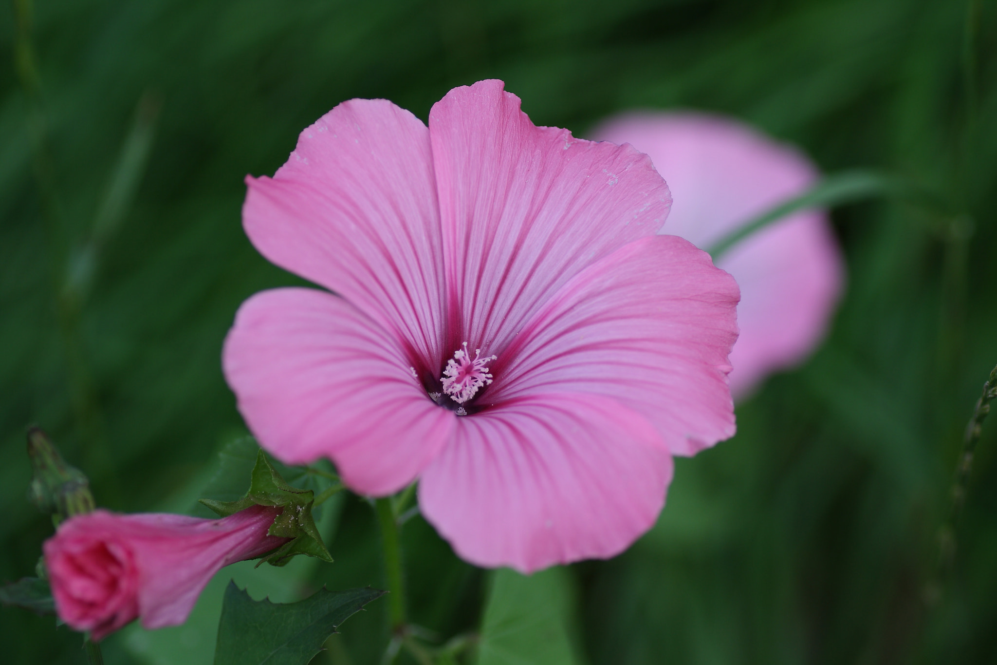 Canon 90mm sample photo. Malve photography
