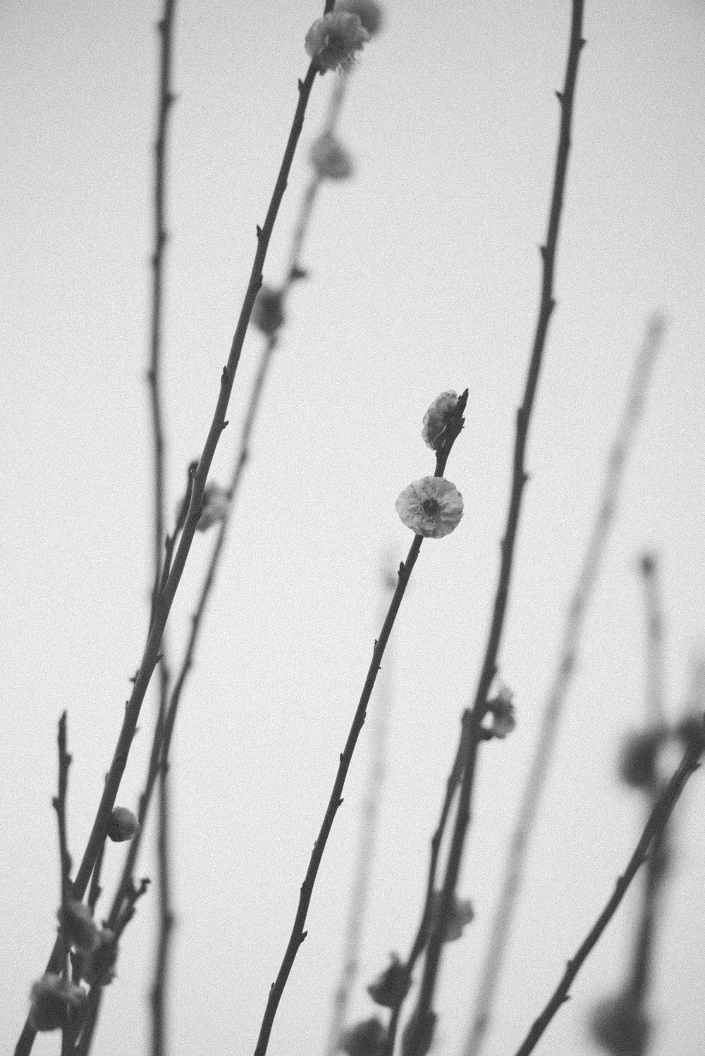 Nikon D800 + AF Nikkor 70-210mm f/4-5.6 sample photo