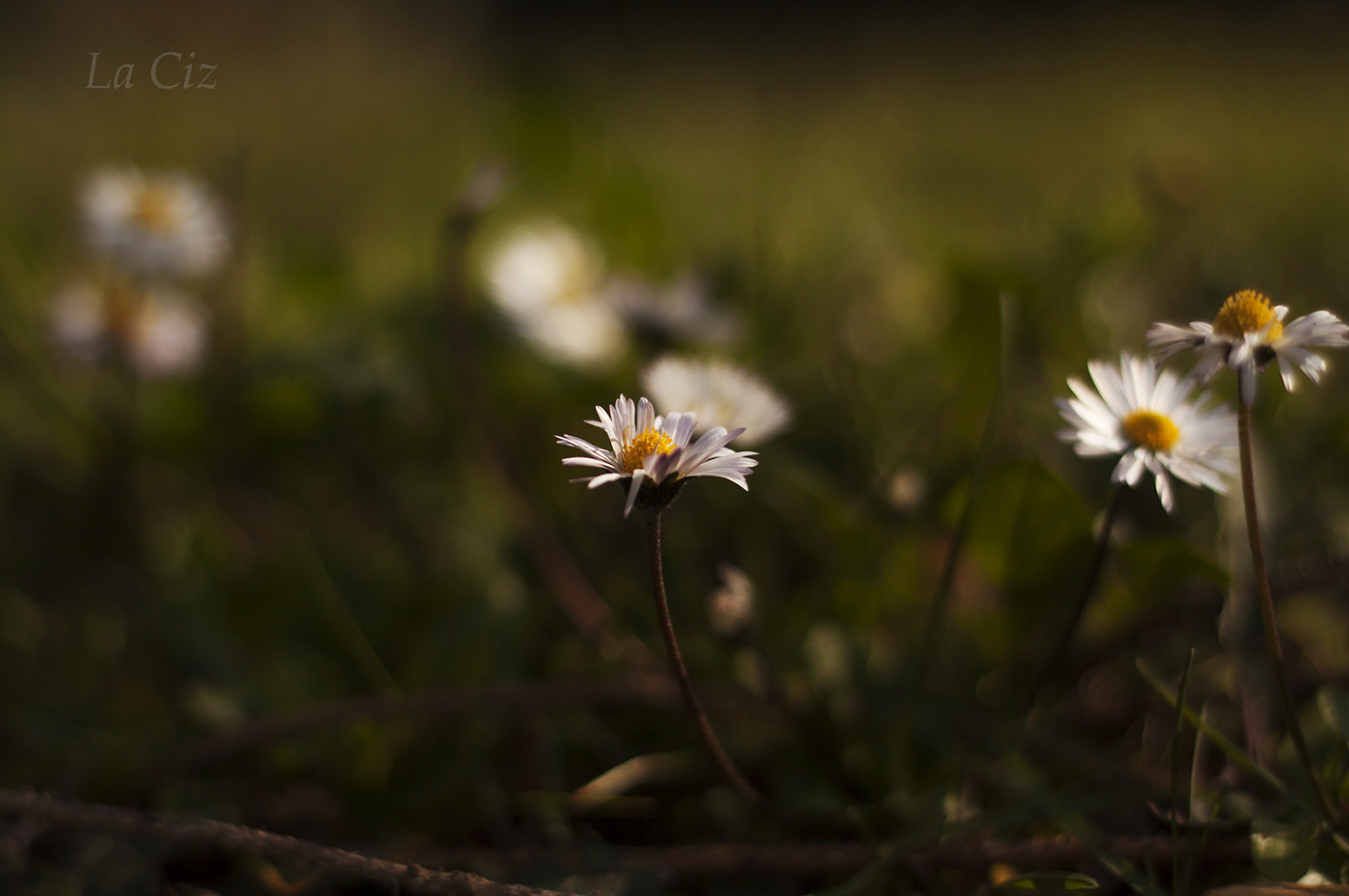 Canon EOS 50D + Canon EF 50mm f/1.8 sample photo. Etirehgram photography