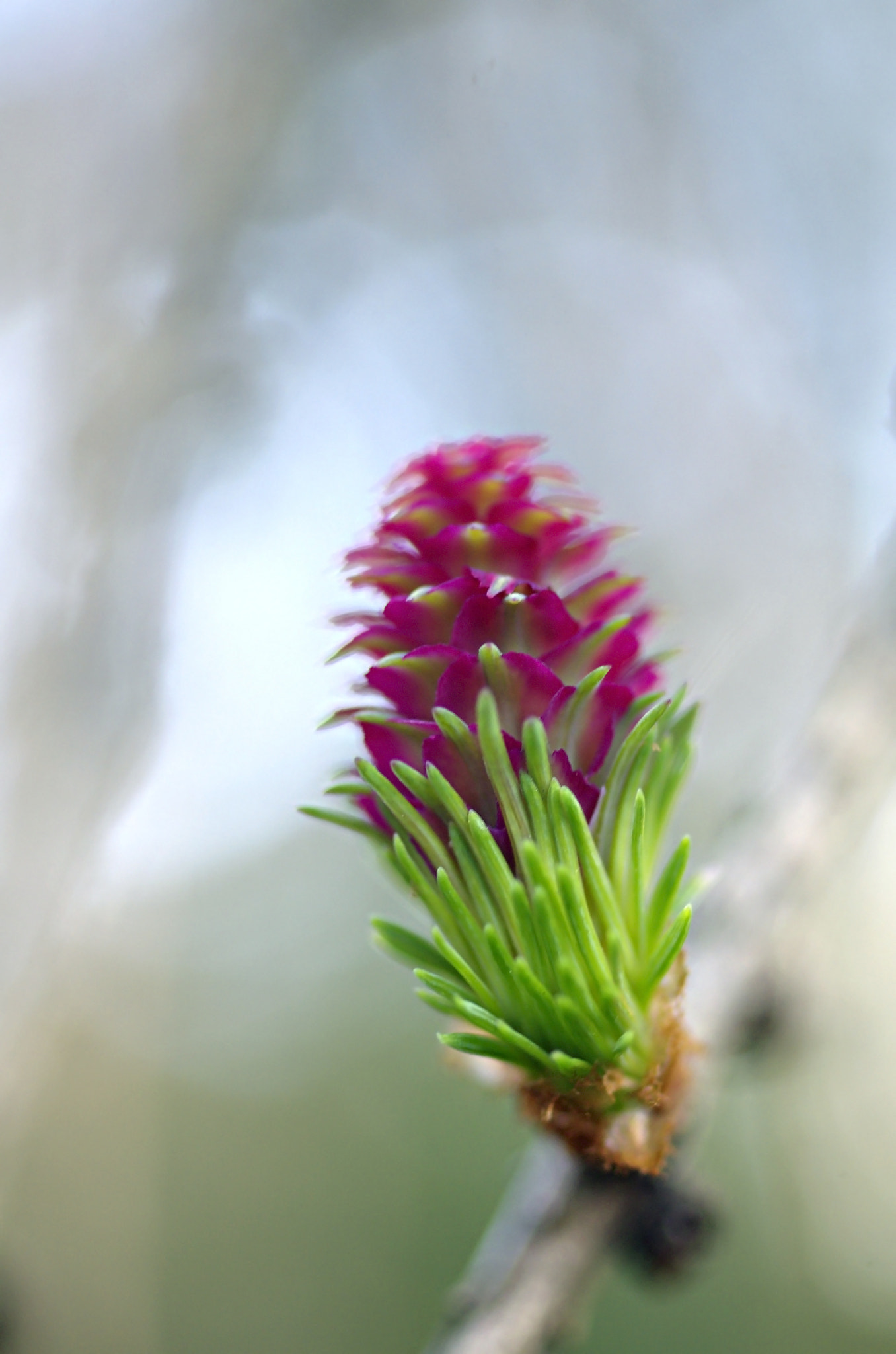 Pentax smc D-FA 50mm F2.8 Macro sample photo. Lärchenknospe photography