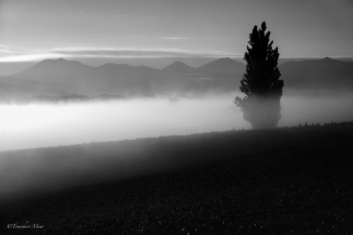 Nikon D3X sample photo. Tree and the mountains photography