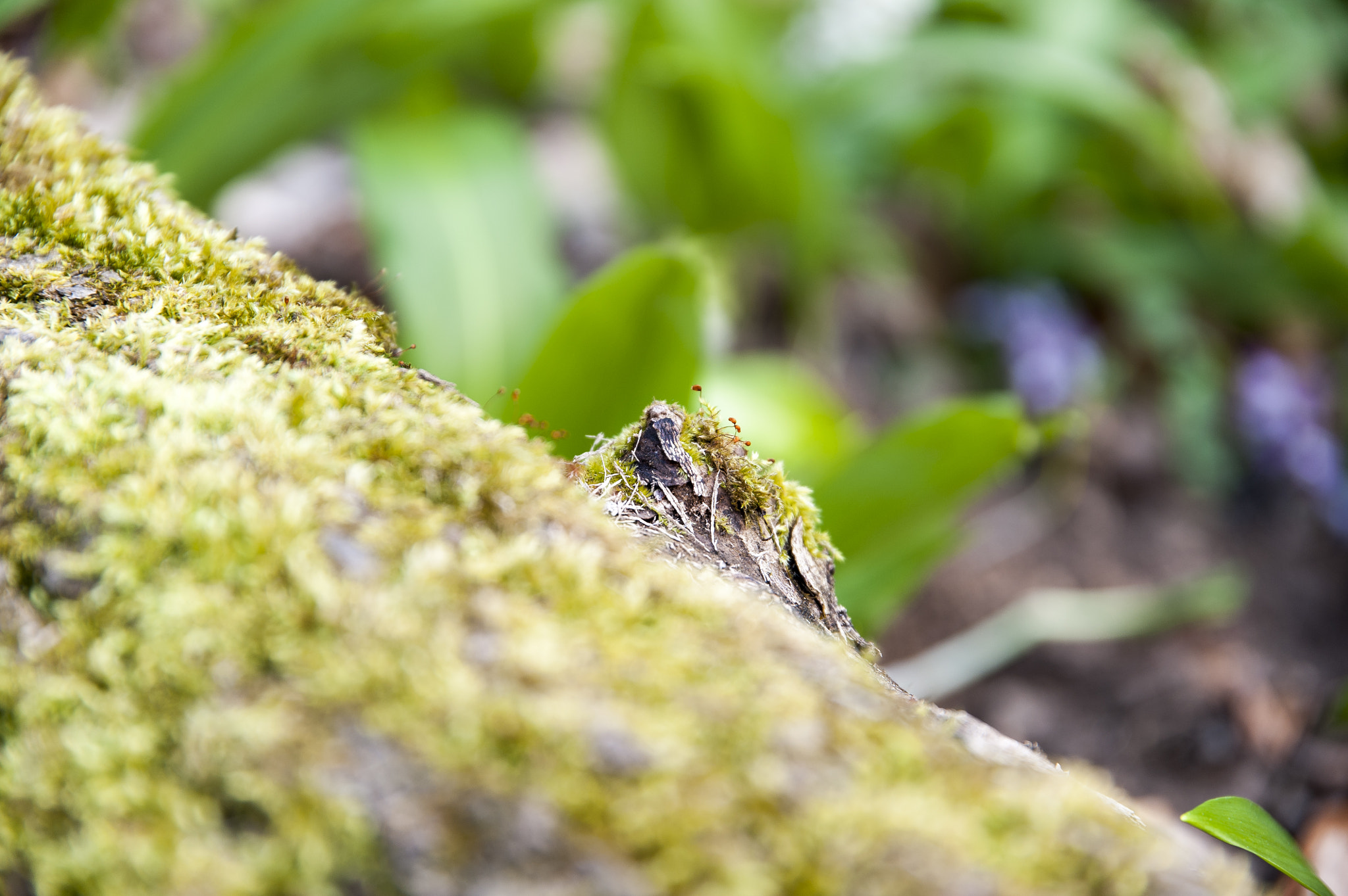 Nikon D700 + Sigma 24-105mm F4 DG OS HSM Art sample photo. Nature 2 photography
