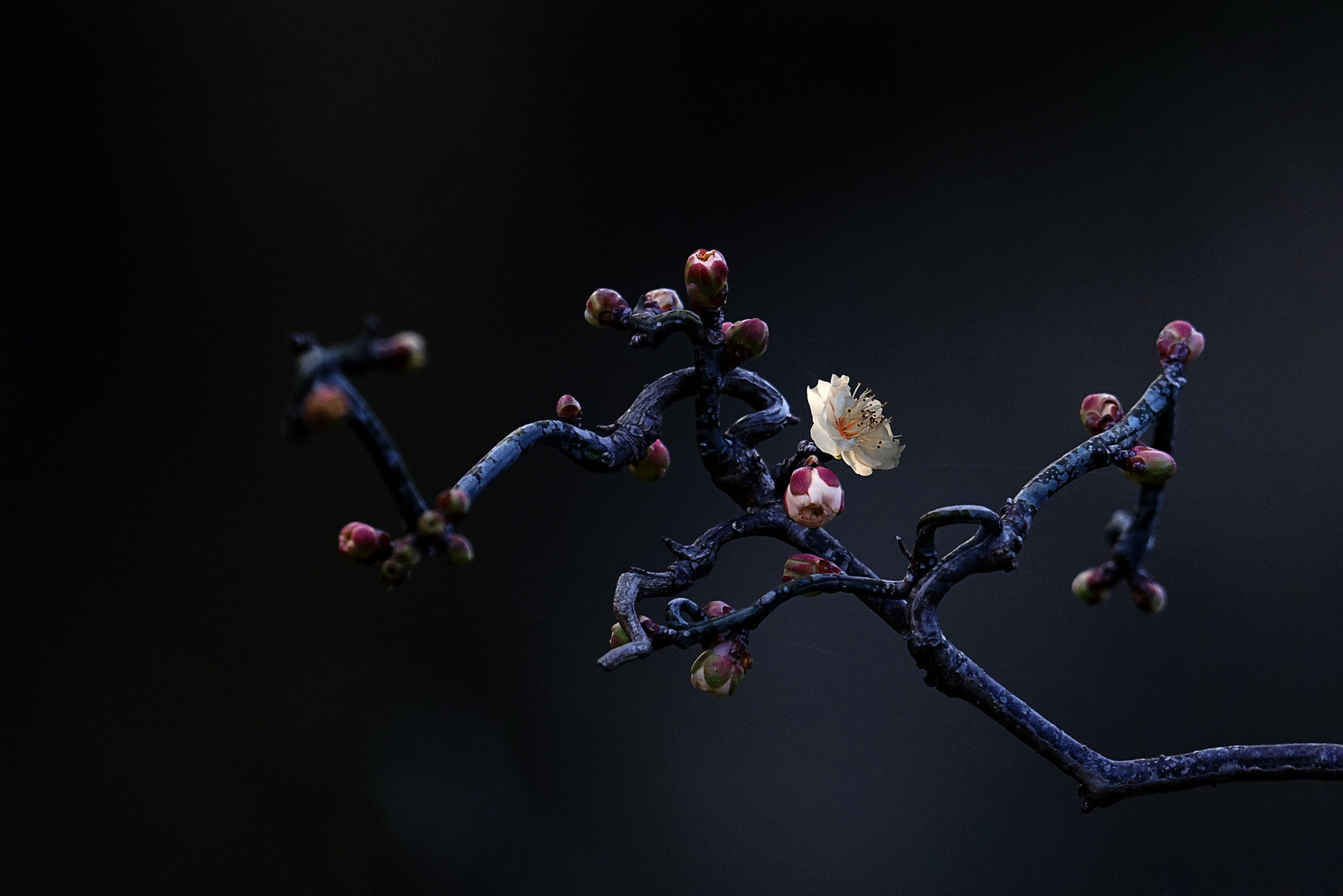 Sony 70-400mm F4-5.6 G SSM II sample photo. 【原摄】龙游梅 龙游梅是武汉东湖梅园中的梅花珍品，枝干罕见的自然弯曲，姿态似群龙翻滚，枝芽淡绿有棱... photography