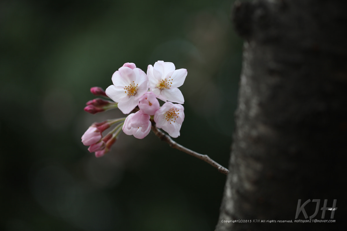 Canon EOS 5D + Canon EF 100mm F2.8L Macro IS USM sample photo. Cherry blossom photography
