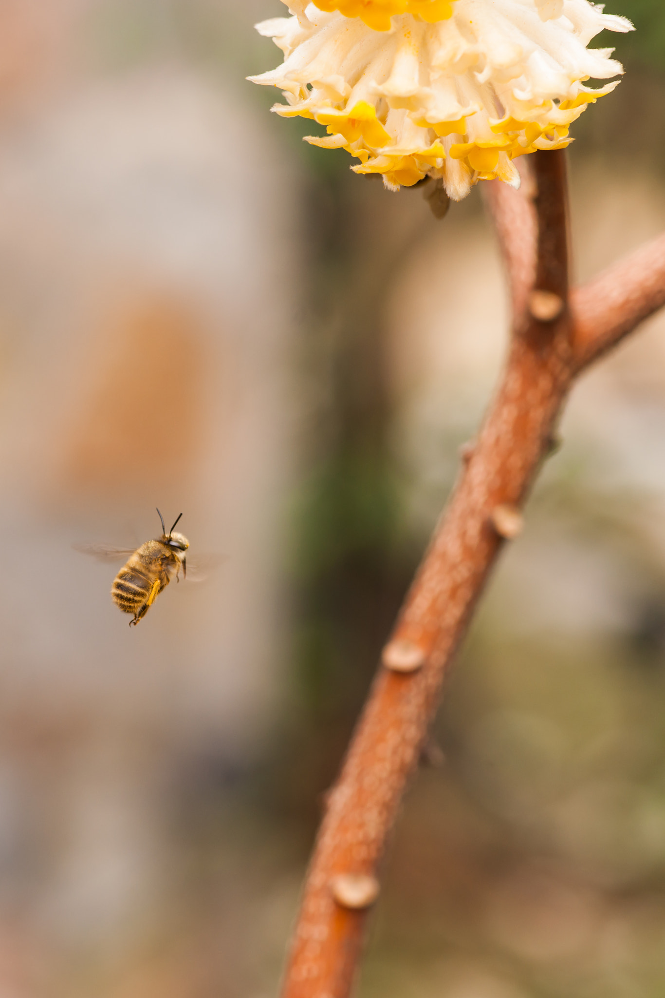 Sony Alpha DSLR-A900 + Minolta AF 100mm F2.8 Macro [New] sample photo. 春天的蜜蜂 photography