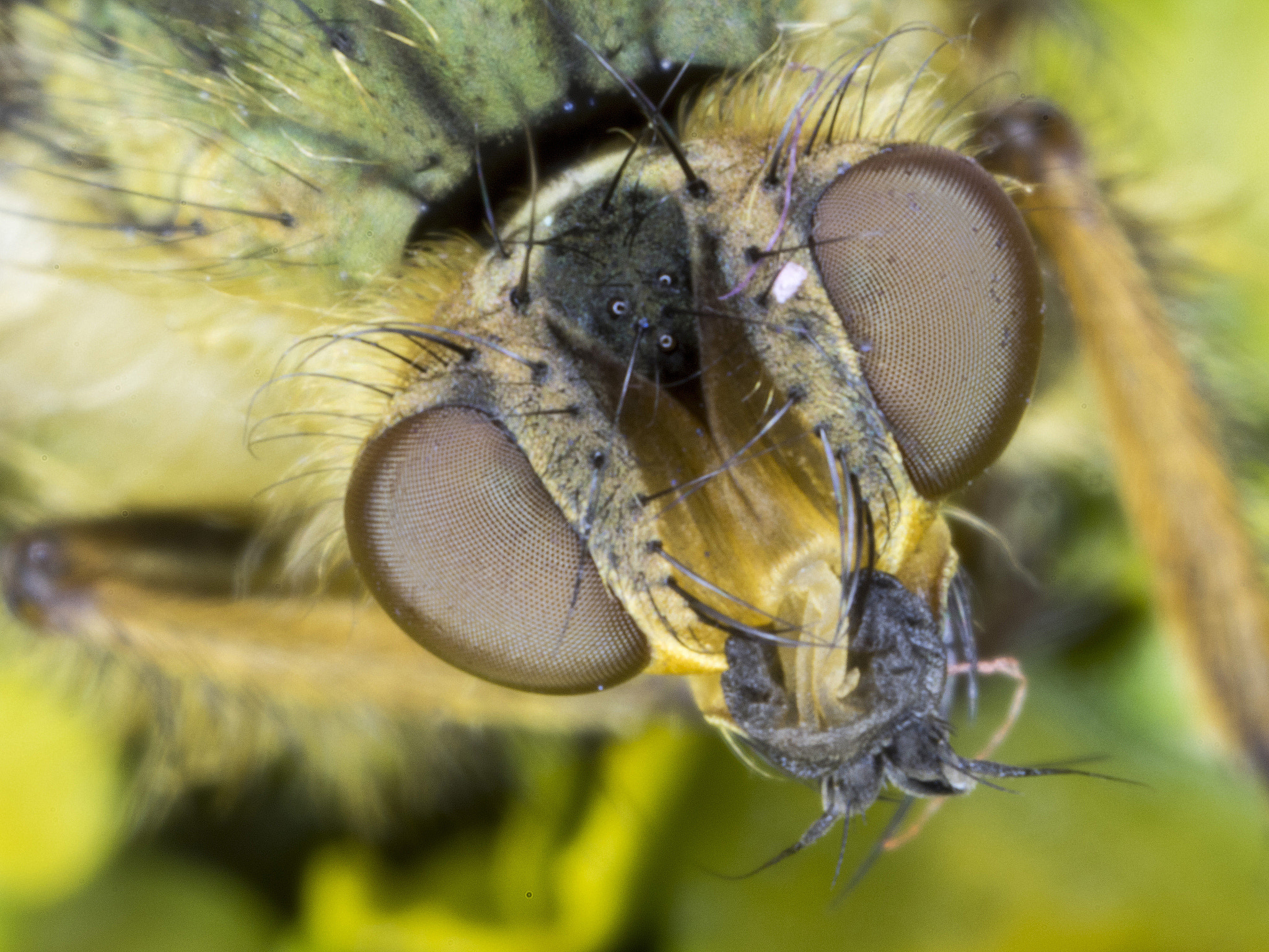 Canon MP-E 65mm F2.5 1-5x Macro Photo sample photo. Portrait insect photography