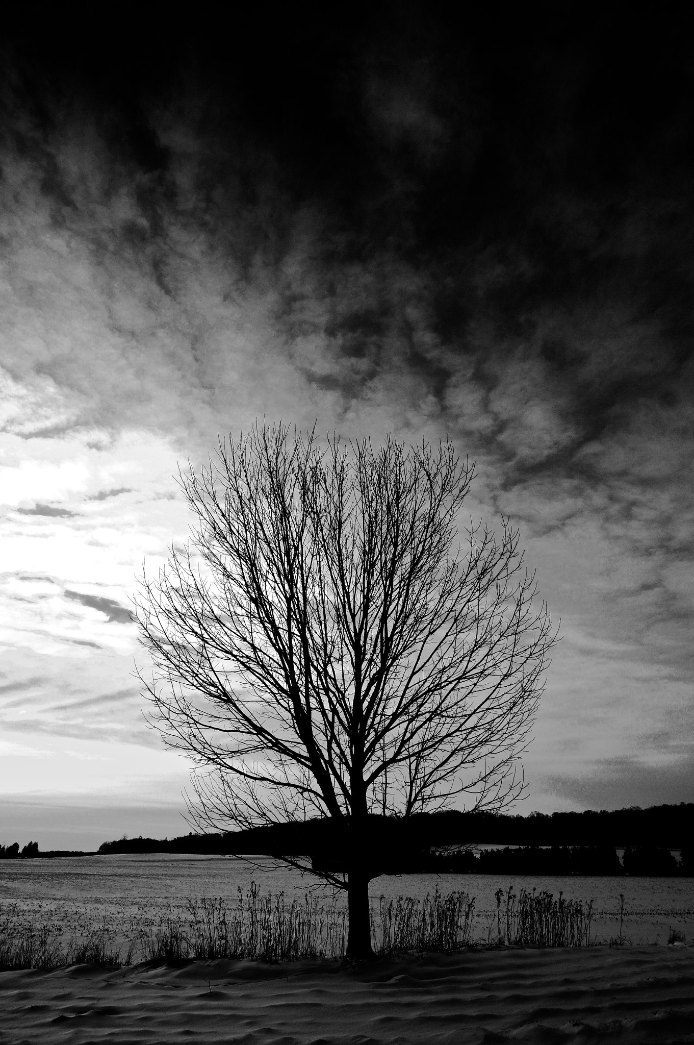 Sony E 10-18mm F4 OSS sample photo. Bare tree photography