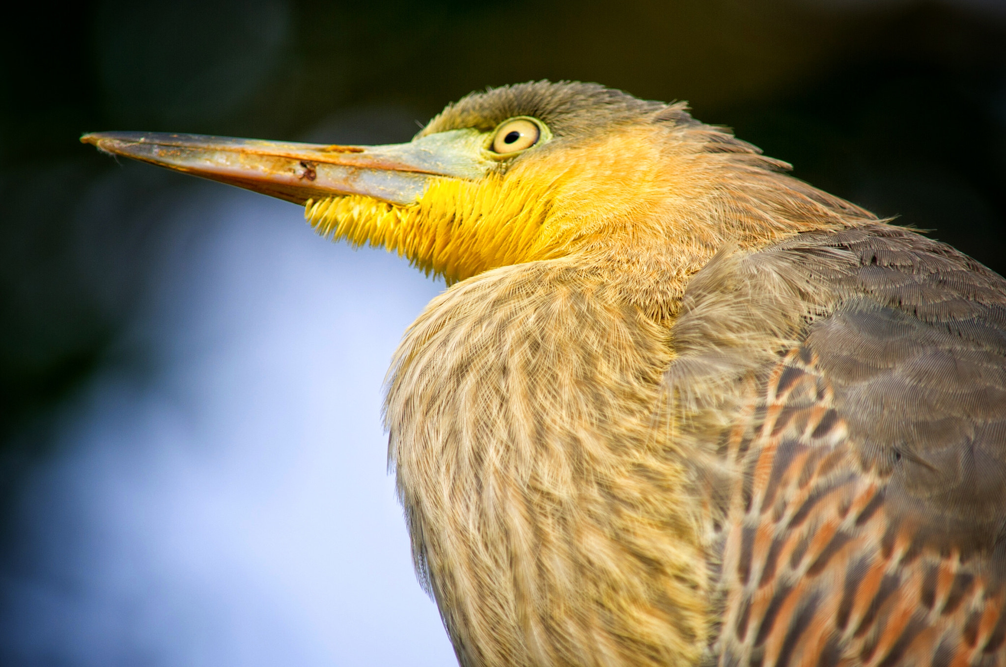 Nikon D3S sample photo. Bird photography