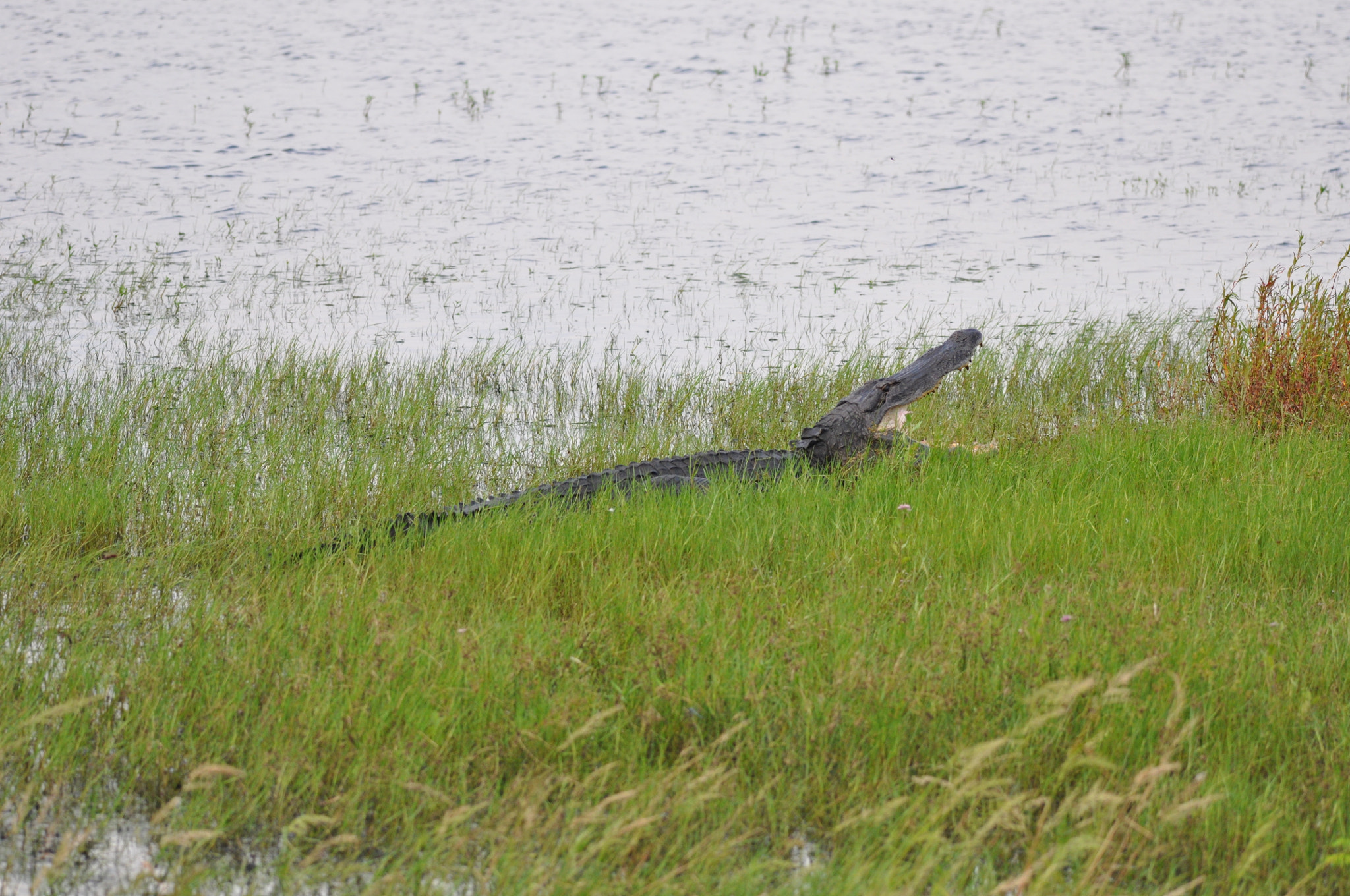 Sigma 120-400mm F4.5-5.6 DG OS HSM sample photo. Aligator peace river florida photography