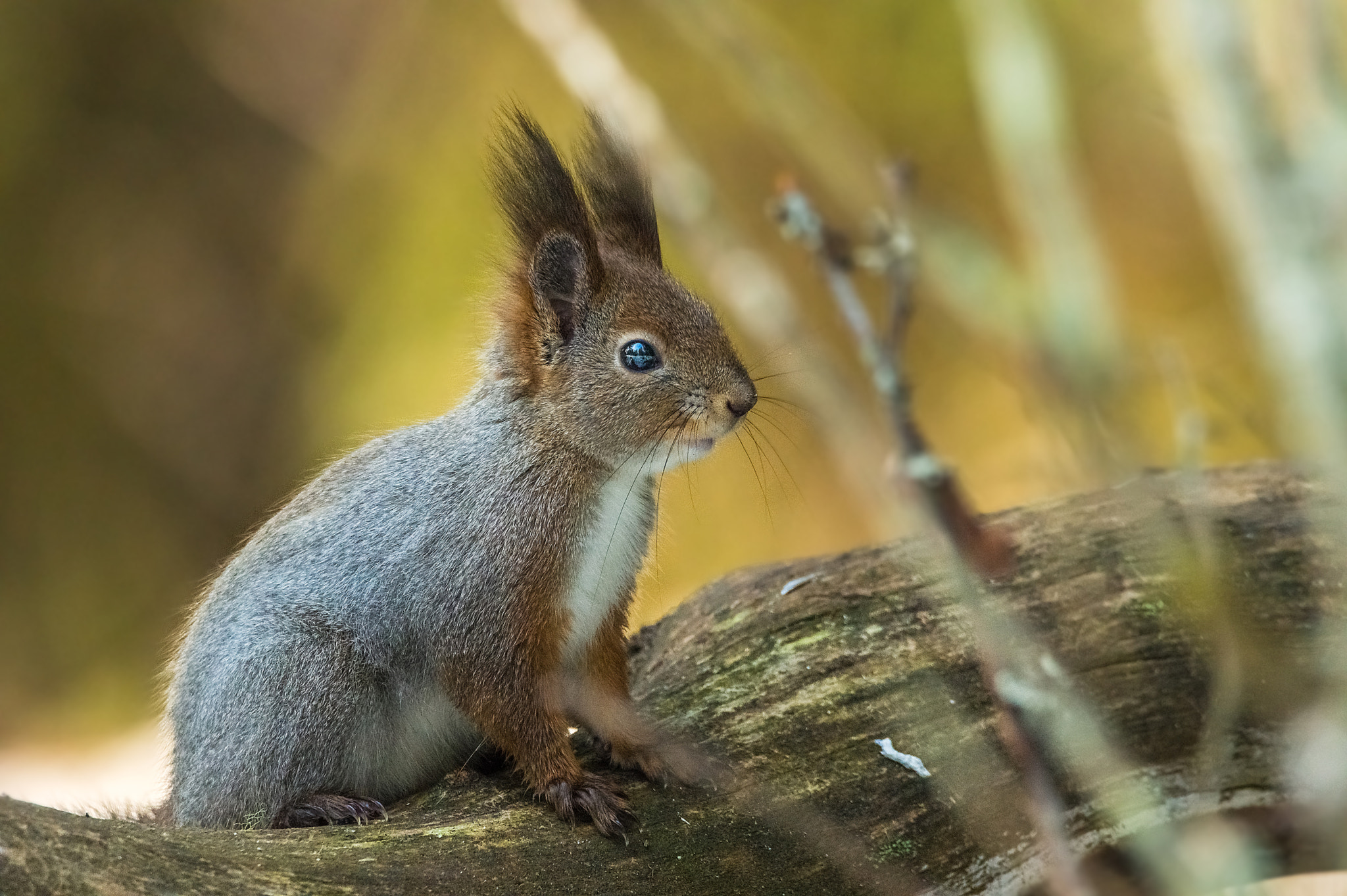 Sigma 150-600mm F5-6.3 DG OS HSM | C sample photo. Cutest squirrel of 2016 q1 photography