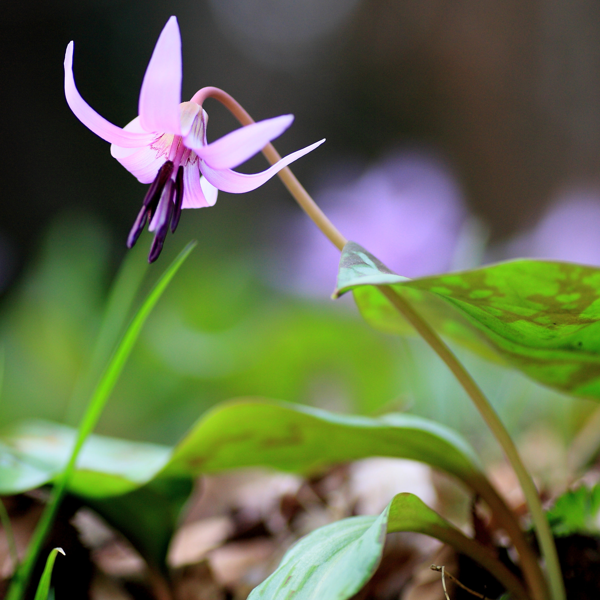 Tamron SP AF 90mm F2.8 Di Macro sample photo. Katakuri photography