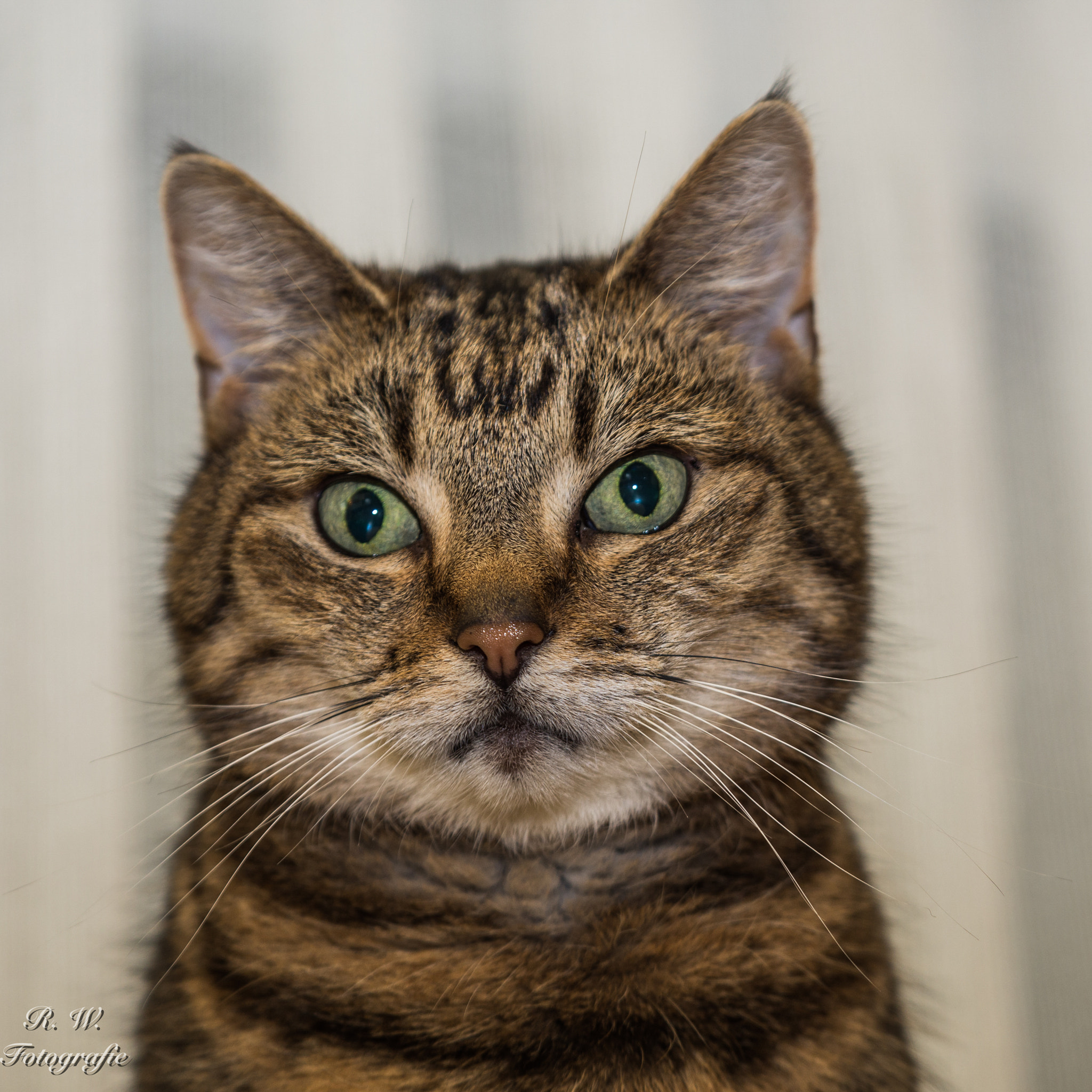 Panasonic Lumix DMC-GH3 sample photo. Luna photography
