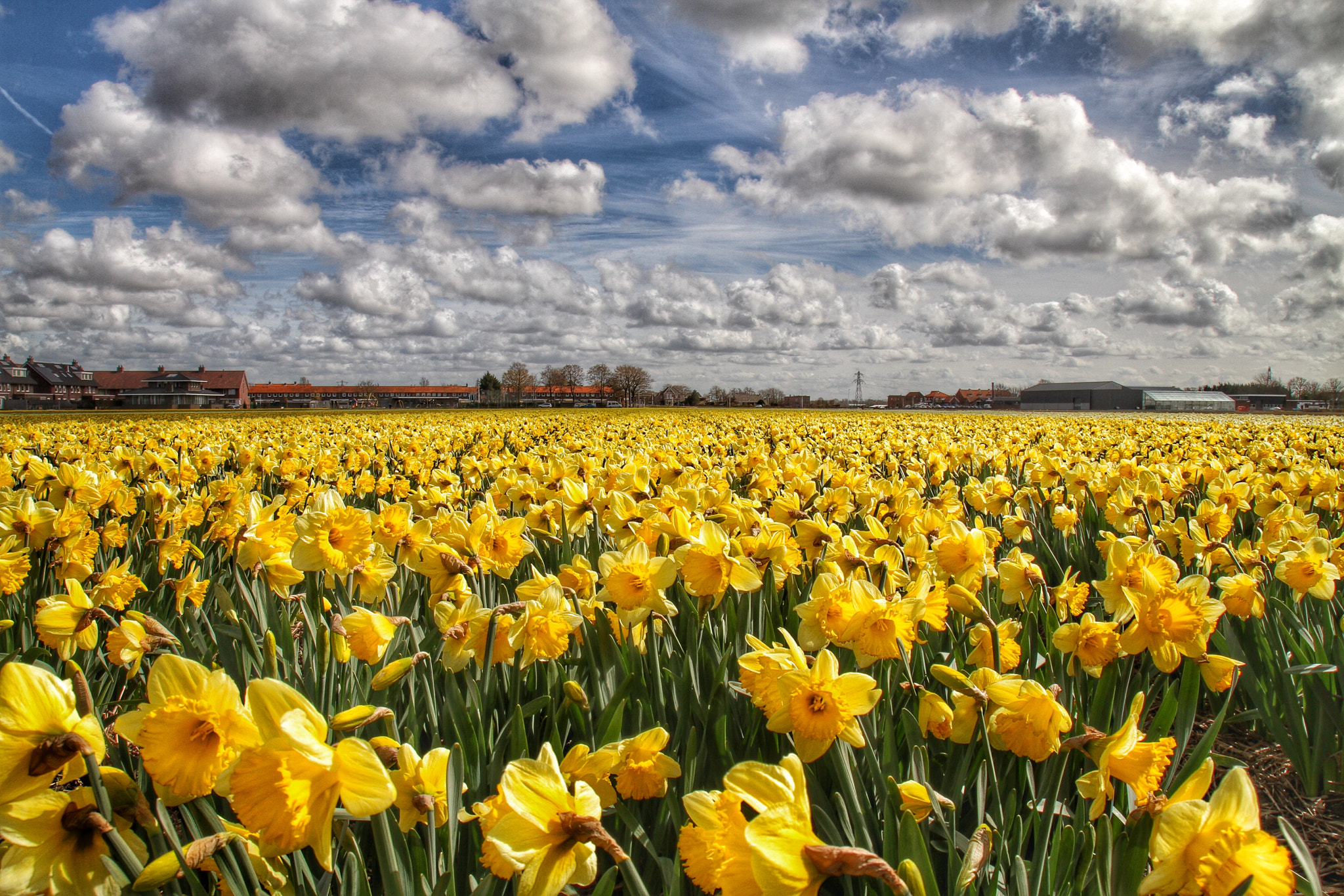 Canon 17-50mm sample photo. Dutch spring, flowerfields photography