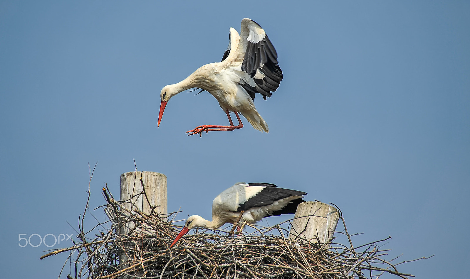 Sigma 50-500mm F4.5-6.3 DG OS HSM sample photo. Ready for touchdown photography