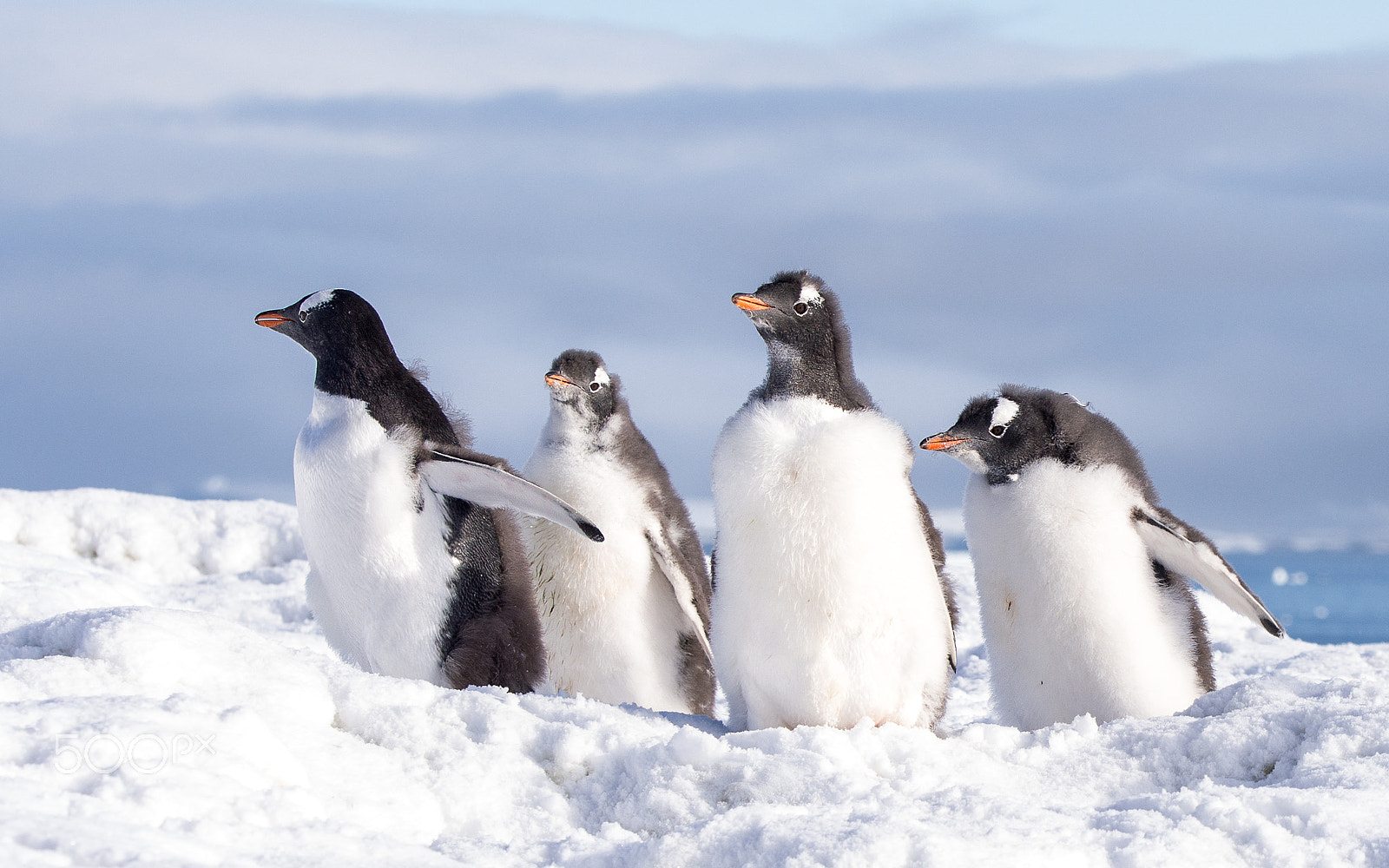 Olympus OM-D E-M5 + Olympus M.Zuiko Digital ED 40-150mm F2.8 Pro sample photo. Penguins enjoying the sun photography
