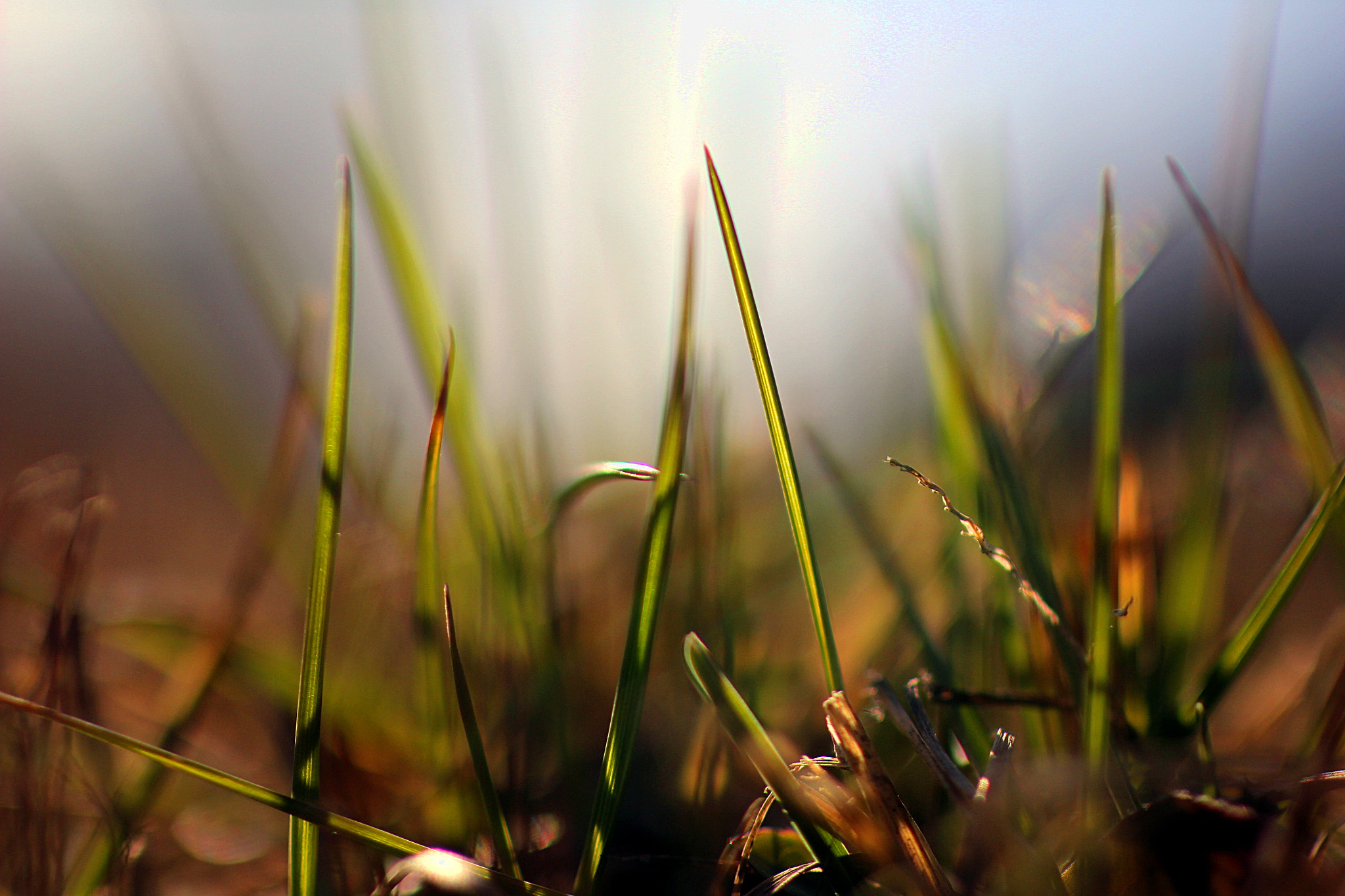 Canon EOS 60D + Tamron SP 45mm F1.8 Di VC USD sample photo. Blades of grass. photography