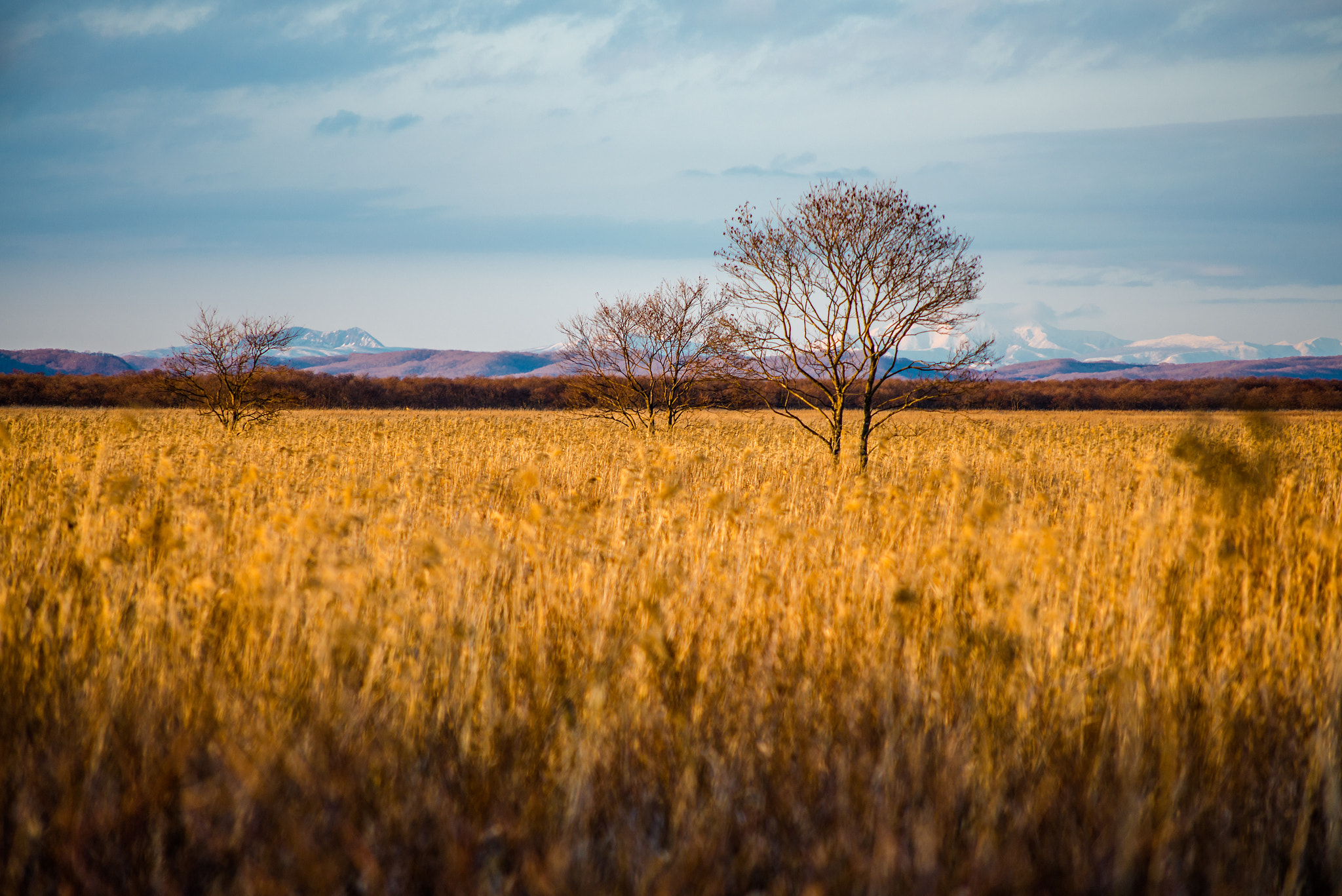 Nikon D600 + AF Nikkor 70-210mm f/4-5.6D sample photo. Wild wetland photography