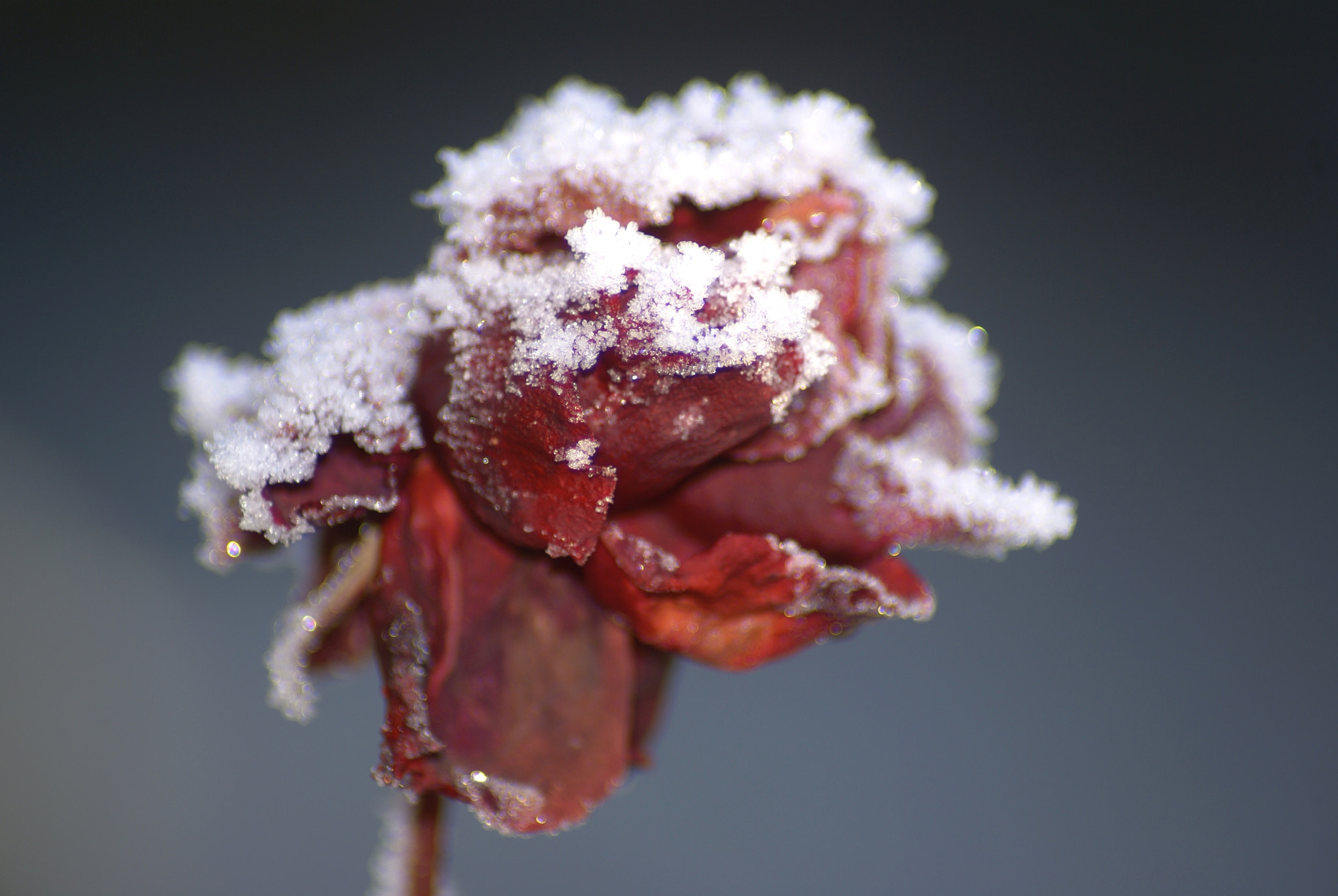 Tamron AF 70-300mm F4-5.6 Di LD Macro sample photo. Winter in limburg 6 photography