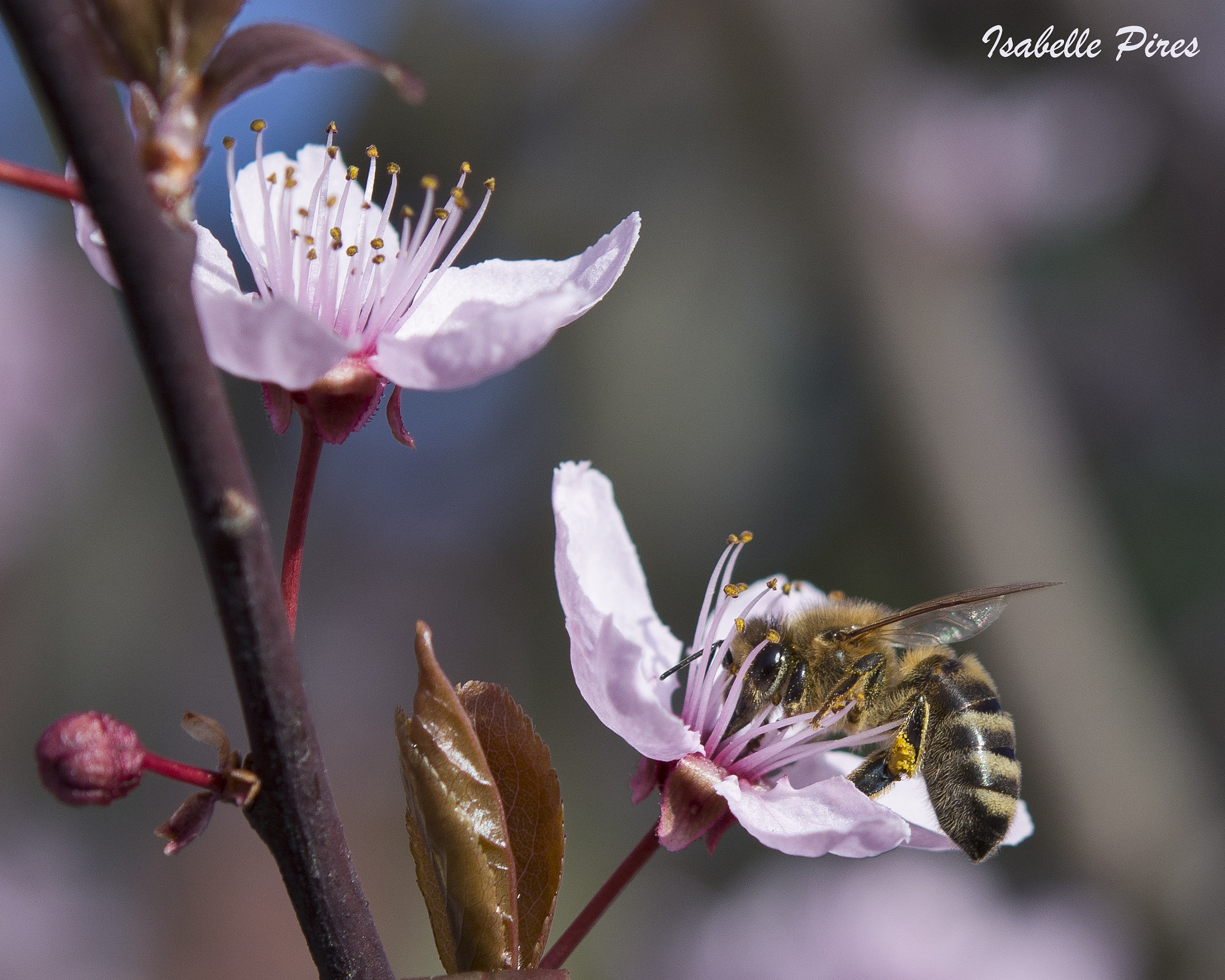 Nikon AF-S Micro-Nikkor 60mm F2.8G ED sample photo. L'acharnée photography