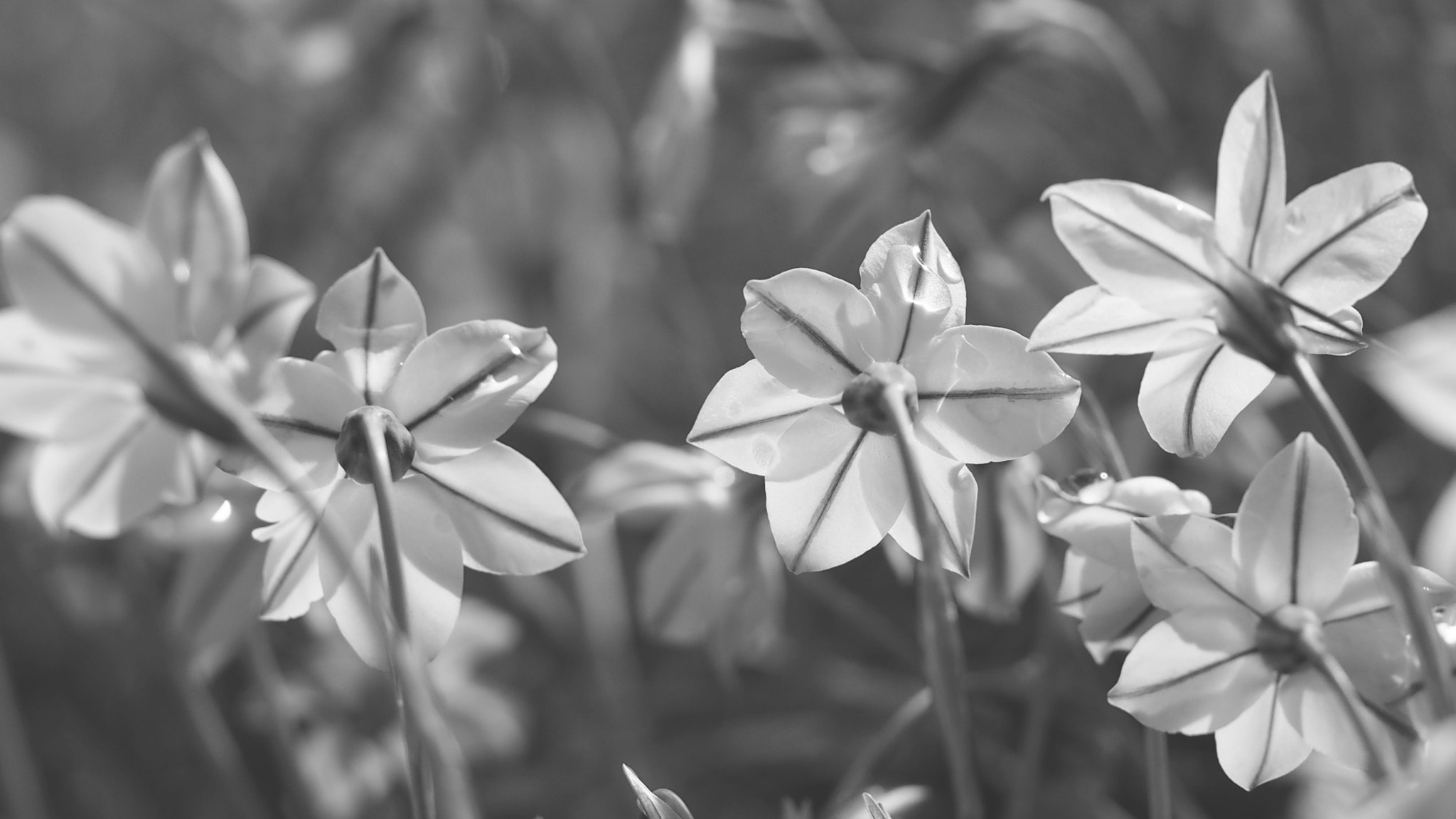 Olympus PEN E-PL7 sample photo. Spring stars, black & white photography