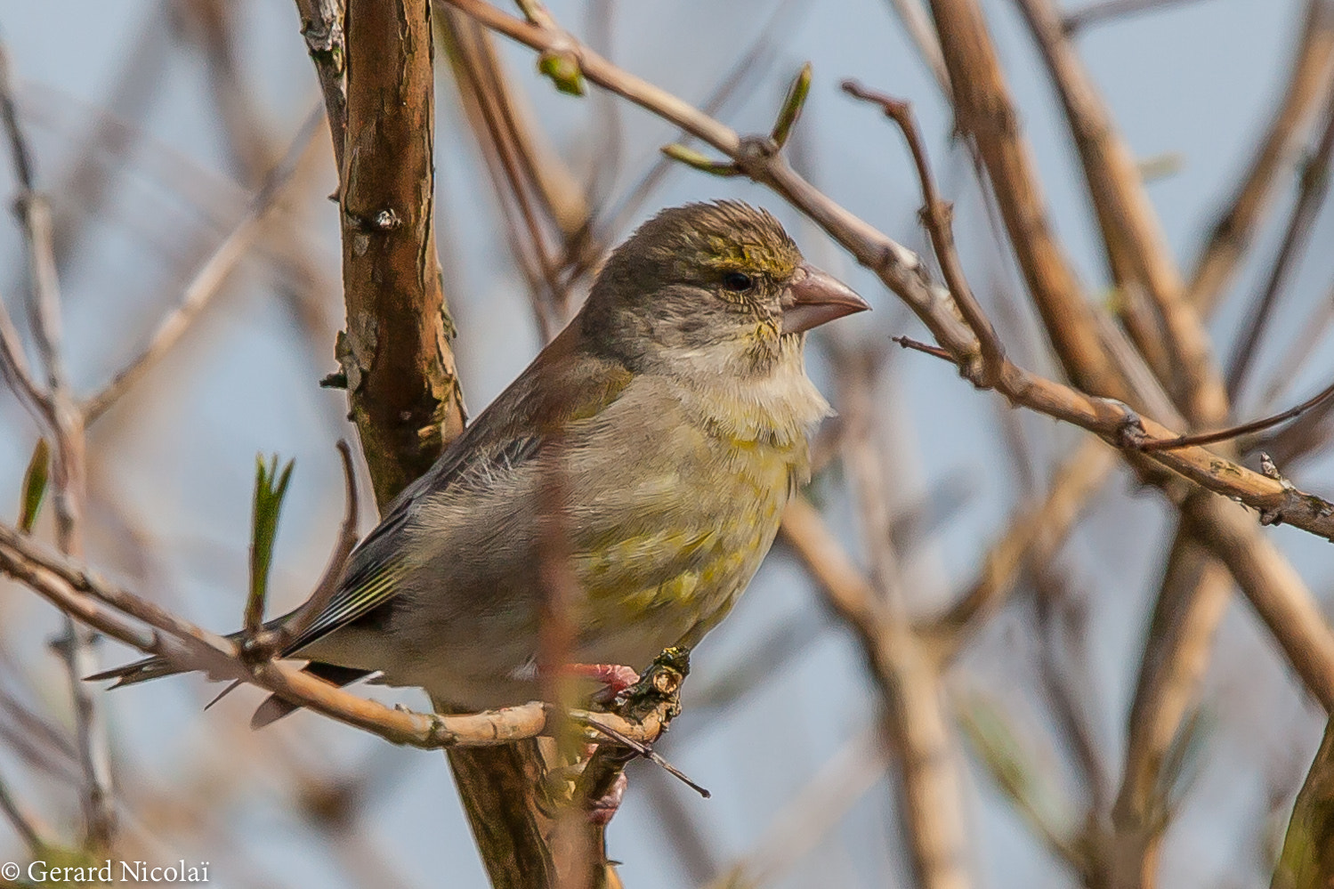Canon EF 300mm F2.8L IS USM sample photo. European greenfinch photography