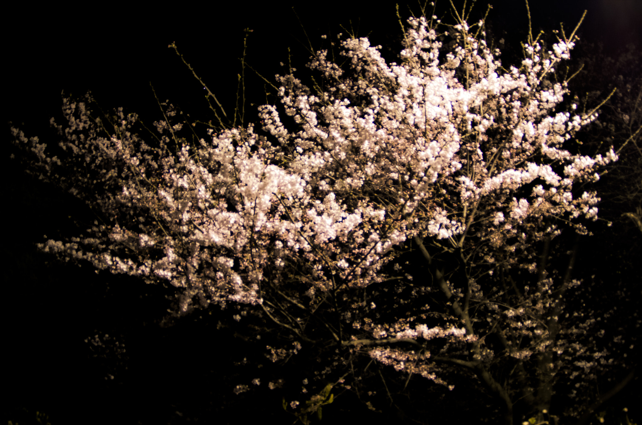 Pentax K-30 + Pentax smc DA 10-17mm F3.5-4.5 ED (IF) Fisheye sample photo. Sakura, cherry trees photography